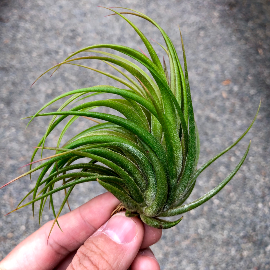 Tillandsia Kolbii Small Air Plant Cute Terrarium Plant Good For Glass Orb Displays