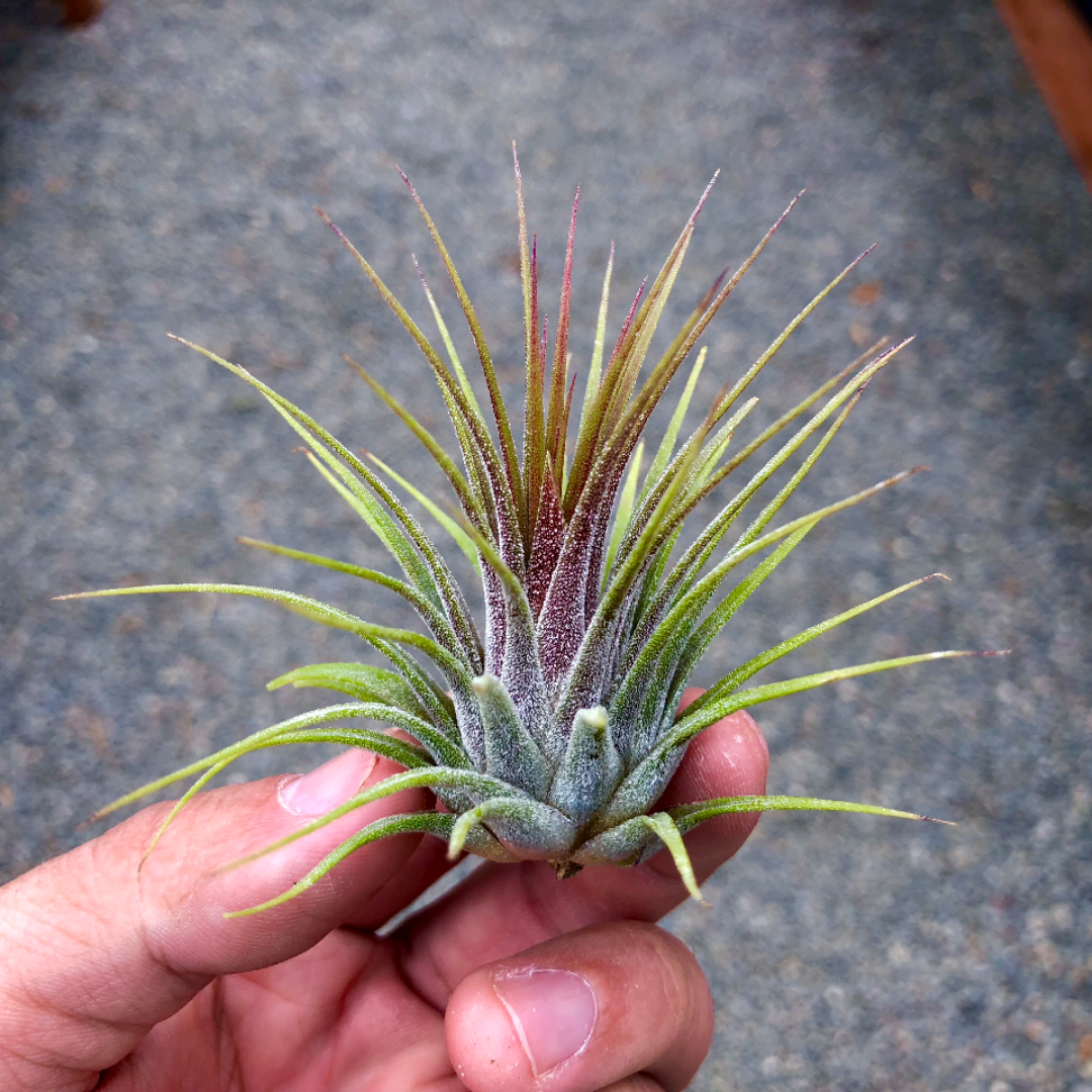 ionantha guatemala tillandsia air plant Ionantha Guatemala Large