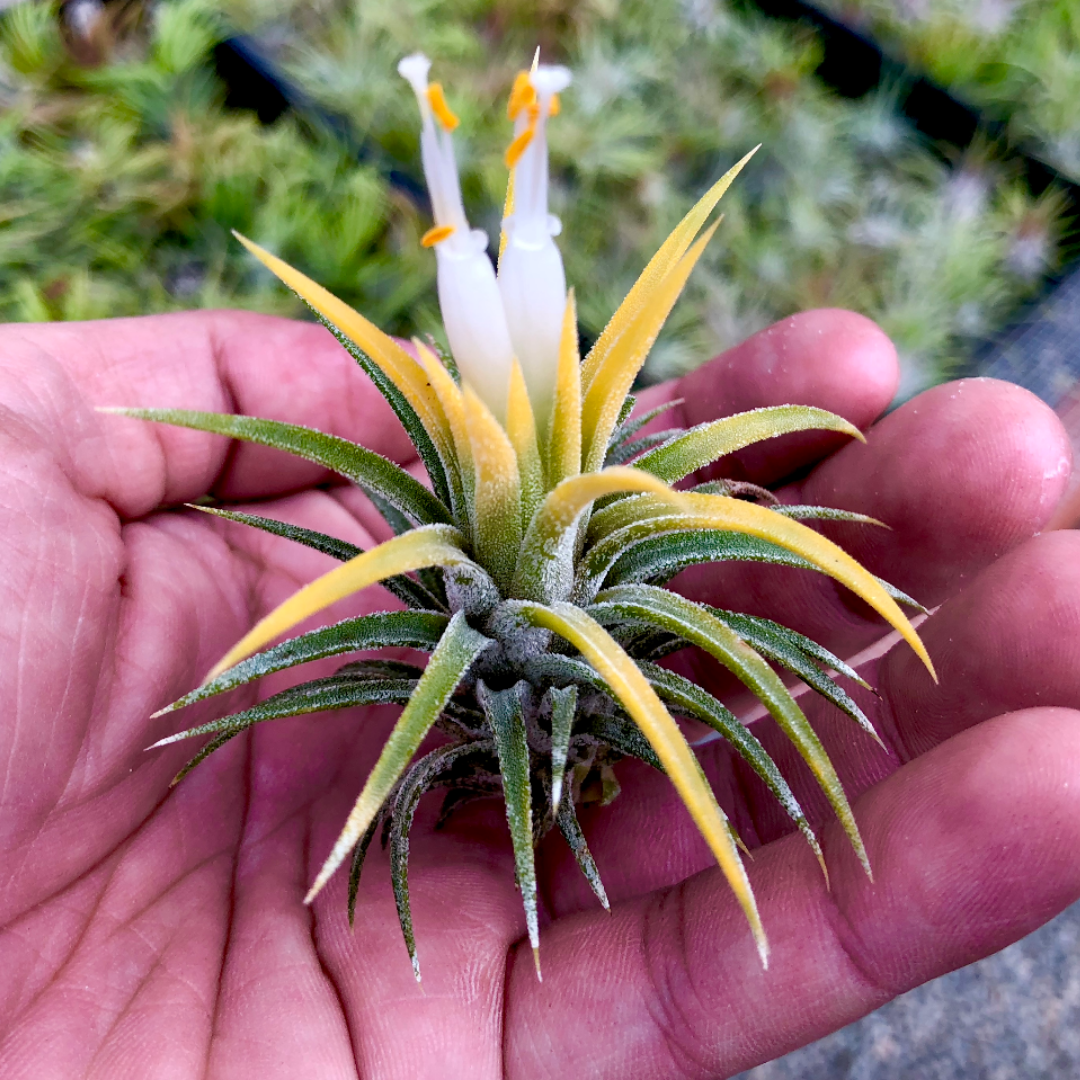 S*Y様 Tillandsia ionantha'Druid Gold' Ionantha Druid (Turns YELLOW When In Bloom!) – Air Plant Hub