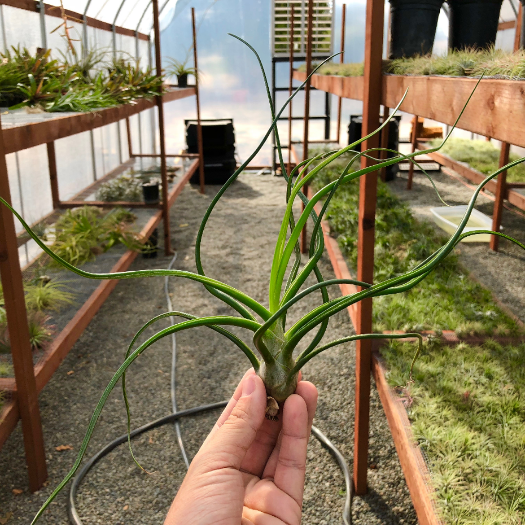 ブロメリア・エアープランツ tillandsia bulbosa 'redbull' true 送料無料】ブルボーサ'Red Bull'〔エアプランツ〕現品発送T0506