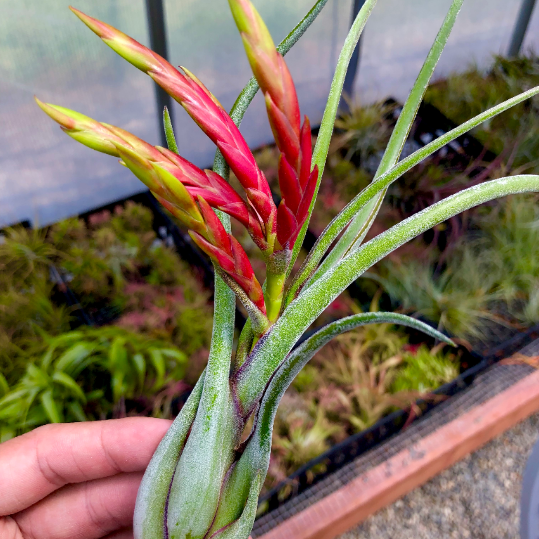 medusa air plant bloom Caput Medusae (Beginner Friendly!) Large