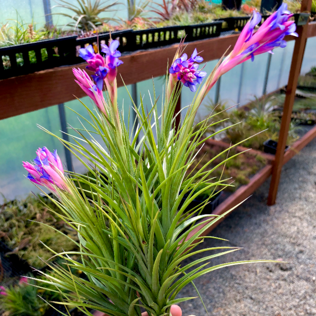 Tenuifolia Bush – Air Plant Hub