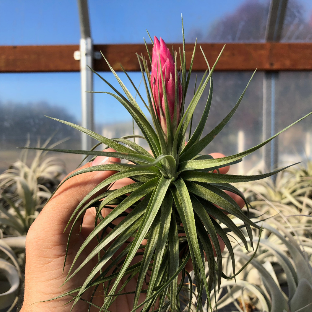 hairy air plant Aeranthos / Bergeri Small