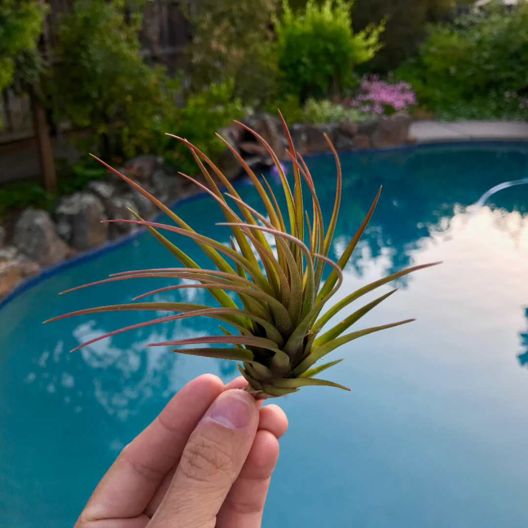 Tricolor v Melanocrater - Air Plant Hub