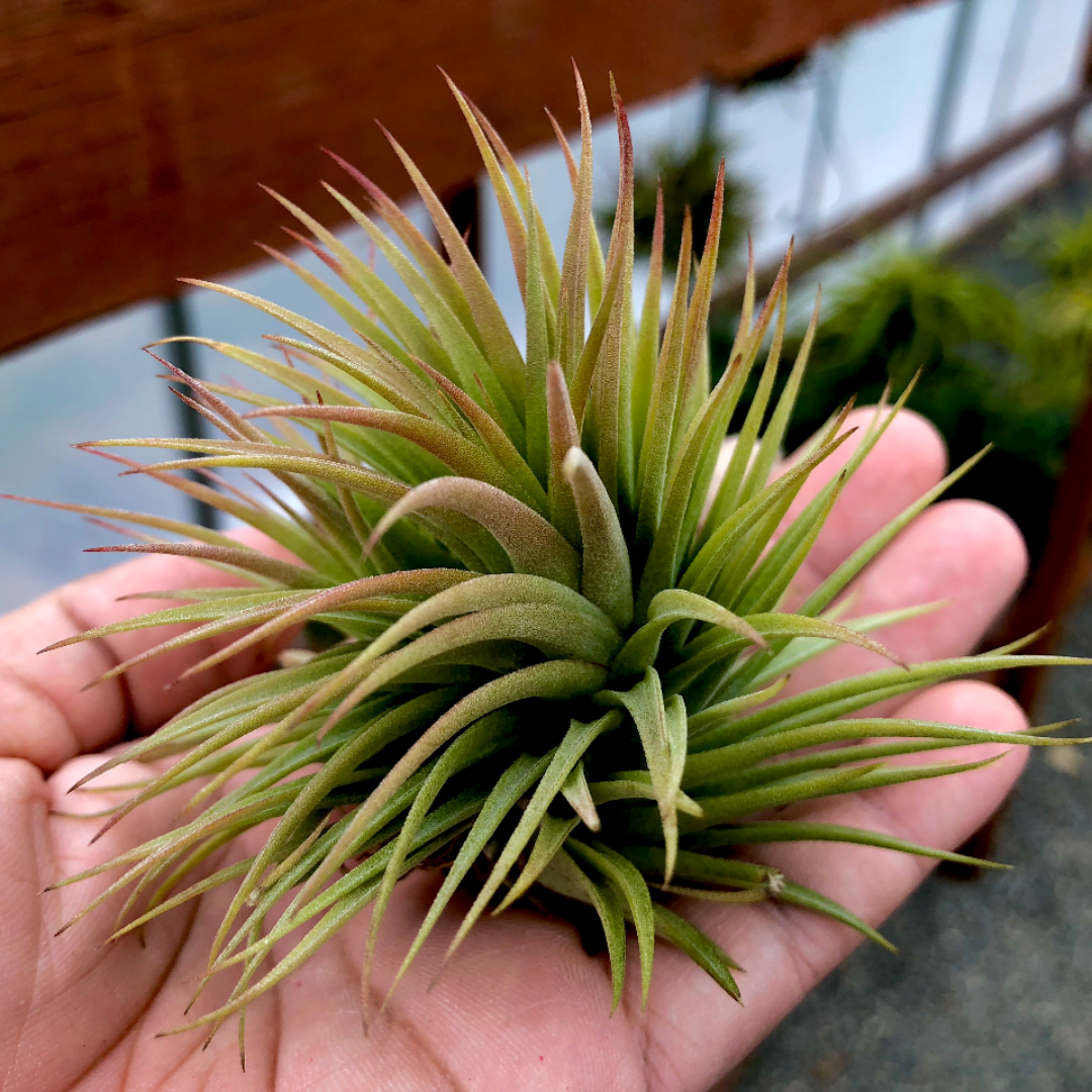 Ionantha 'Fat Boy' (Beginner Friendly) – Air Plant Hub