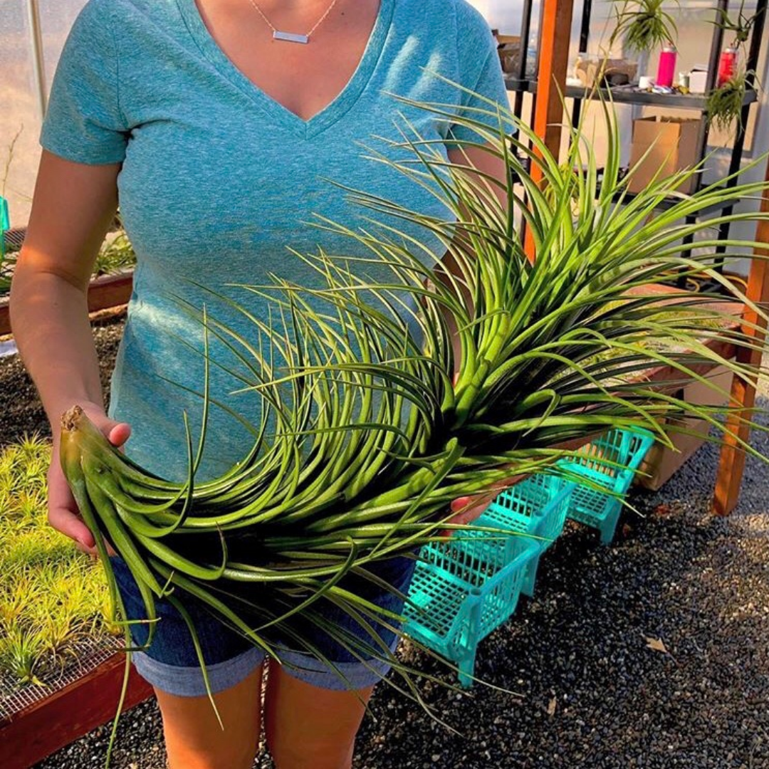 Exserta x Velutina (Can Grow Over 2ft!) – Air Plant Hub Exserta x Velutina (Can Grow Over 2ft!) – Air Plant Hub