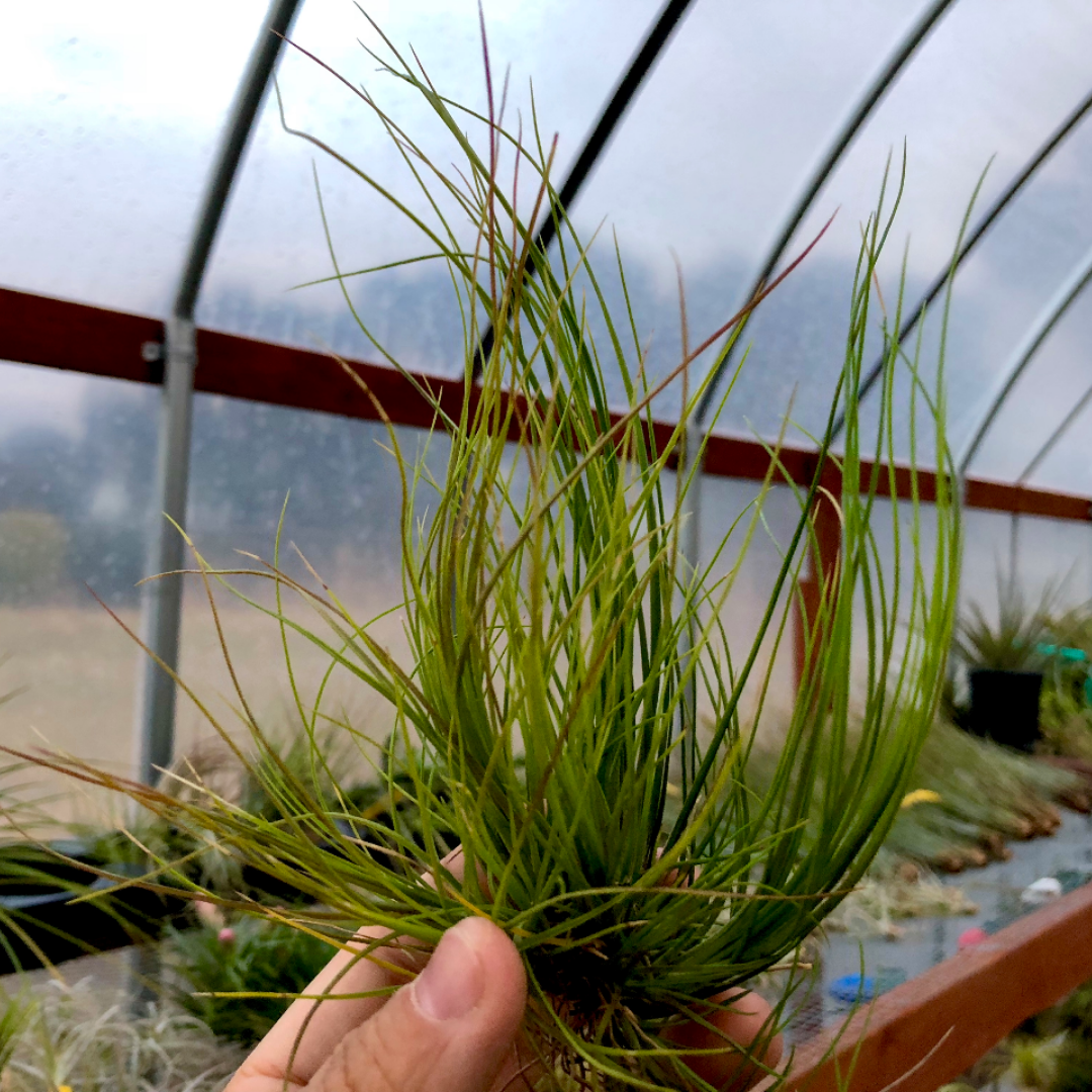 moonlight air plant Festucoides