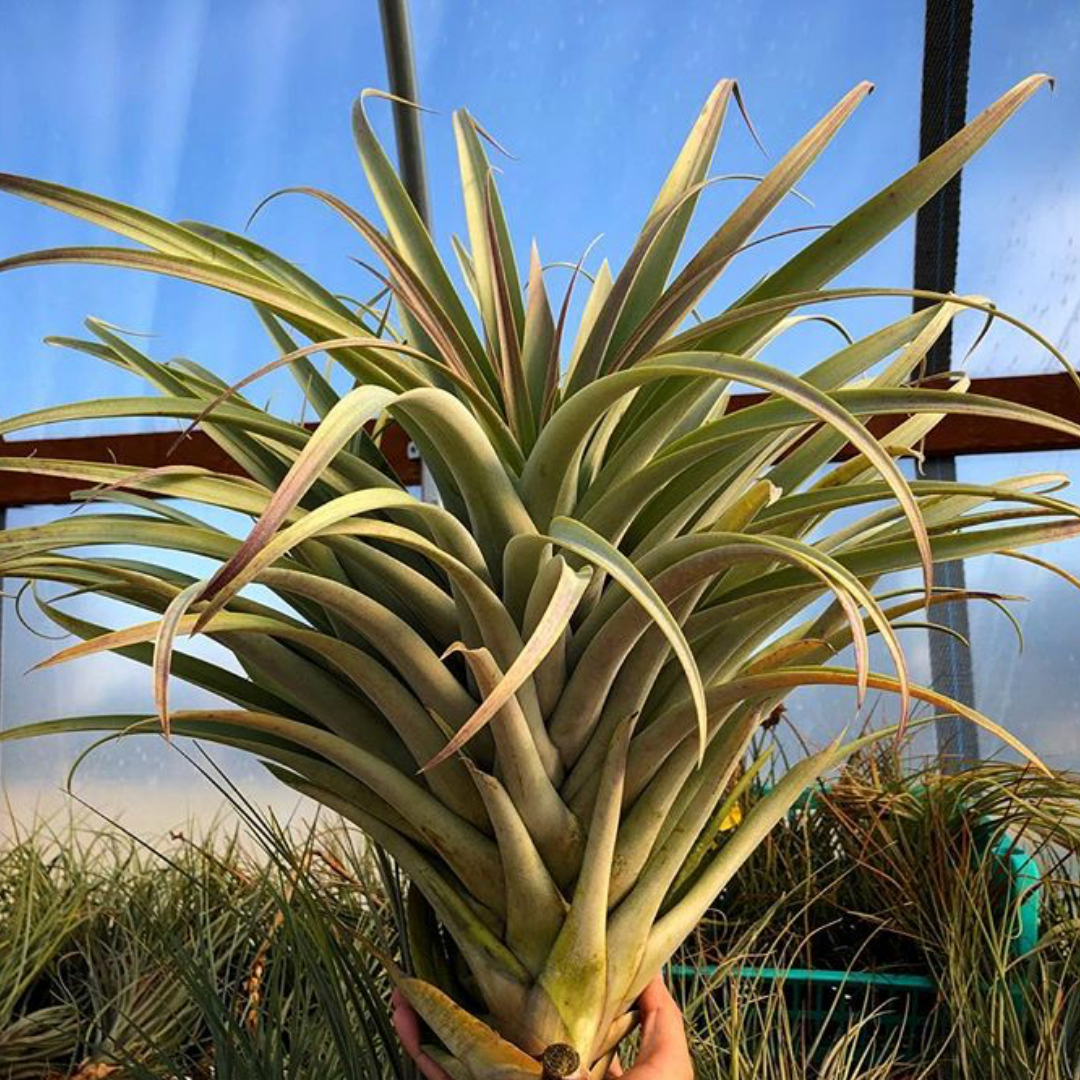 russell's air plants Roseoscapa – Air Plant Hub