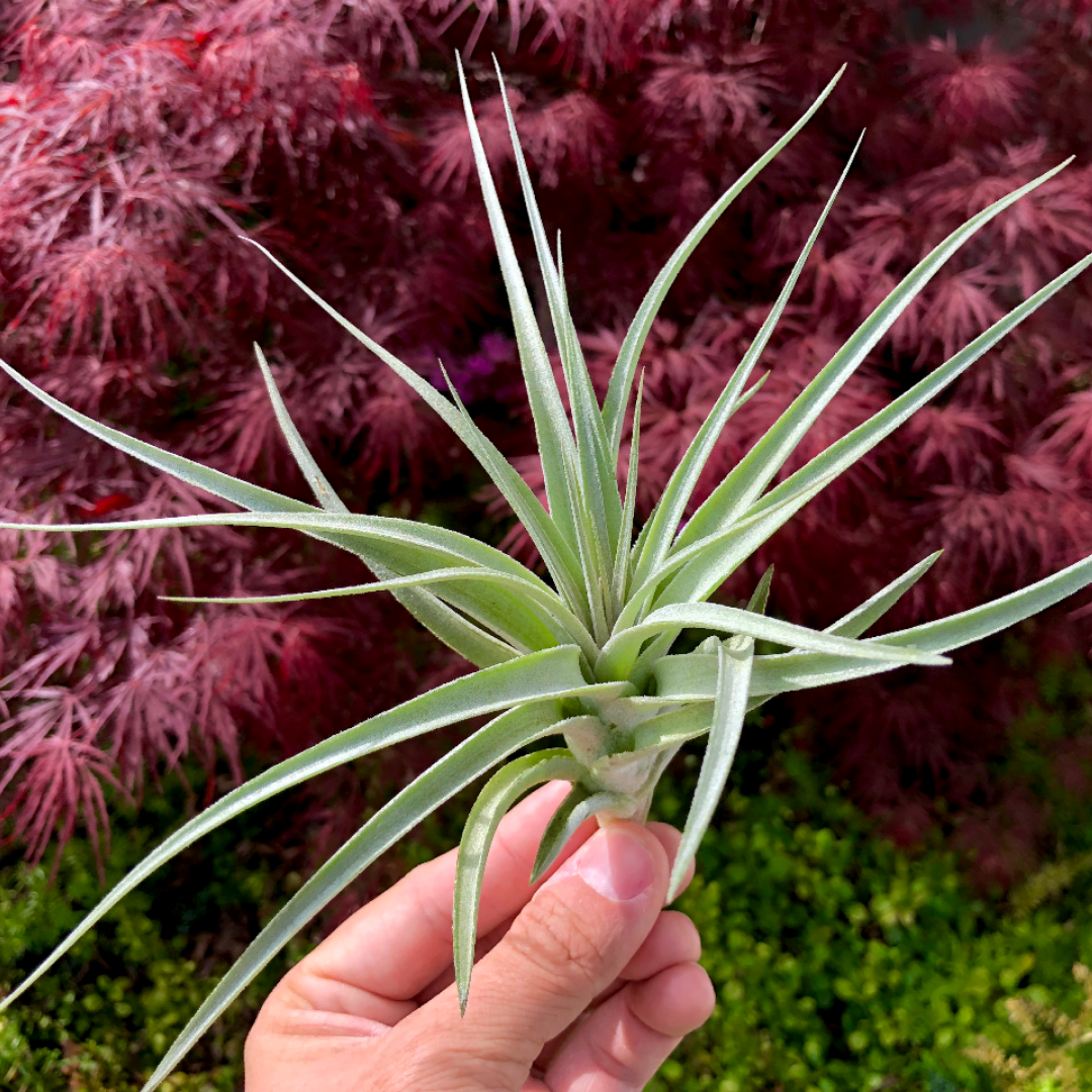 Recurvifolia x T. ガードネリ – Air Plant Hub