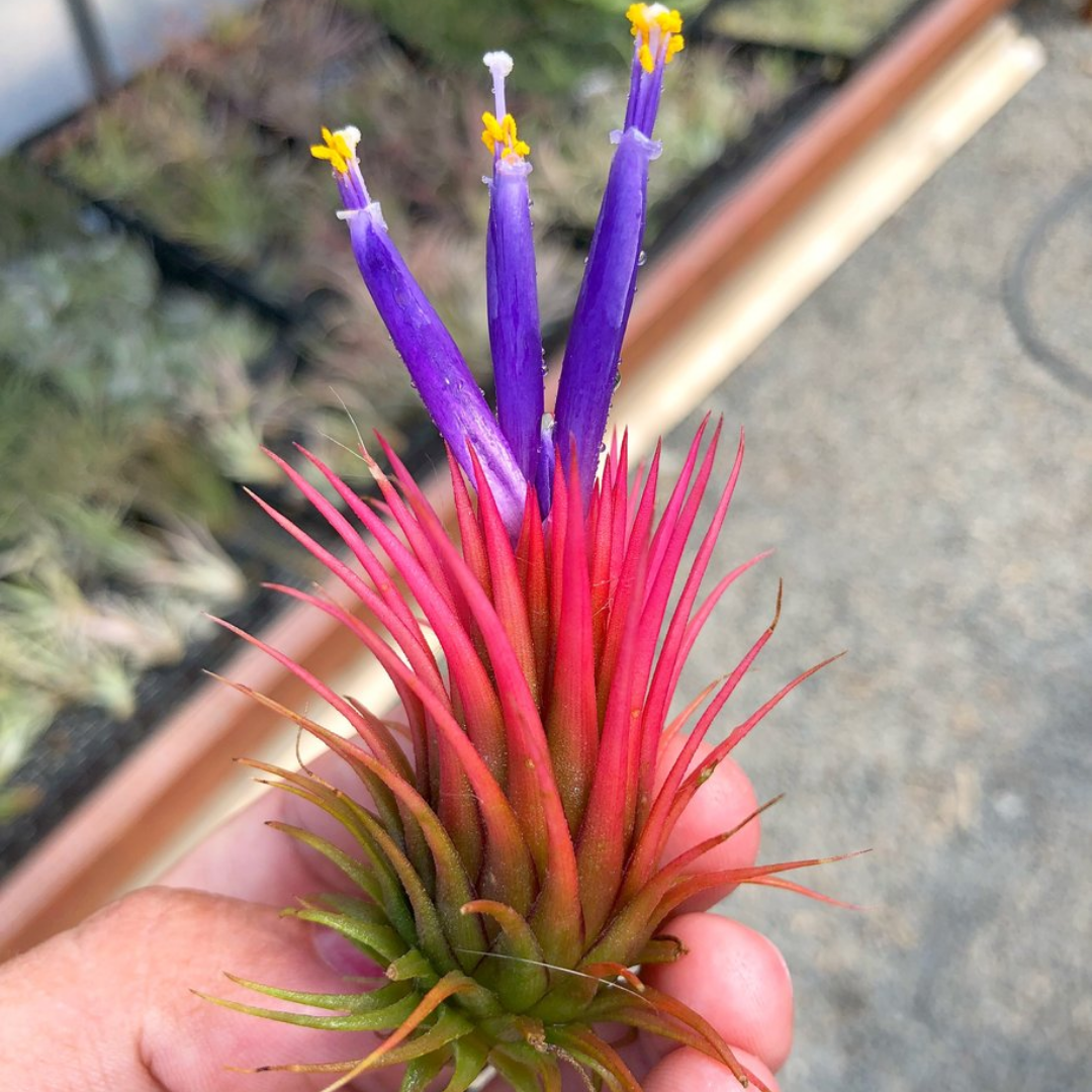 ブロメリア・エアープランツ Tillandsia ionantha'Rosita Giant Clone' 楽天市場】(現品) チランジア イオナンタ 'ロシータ