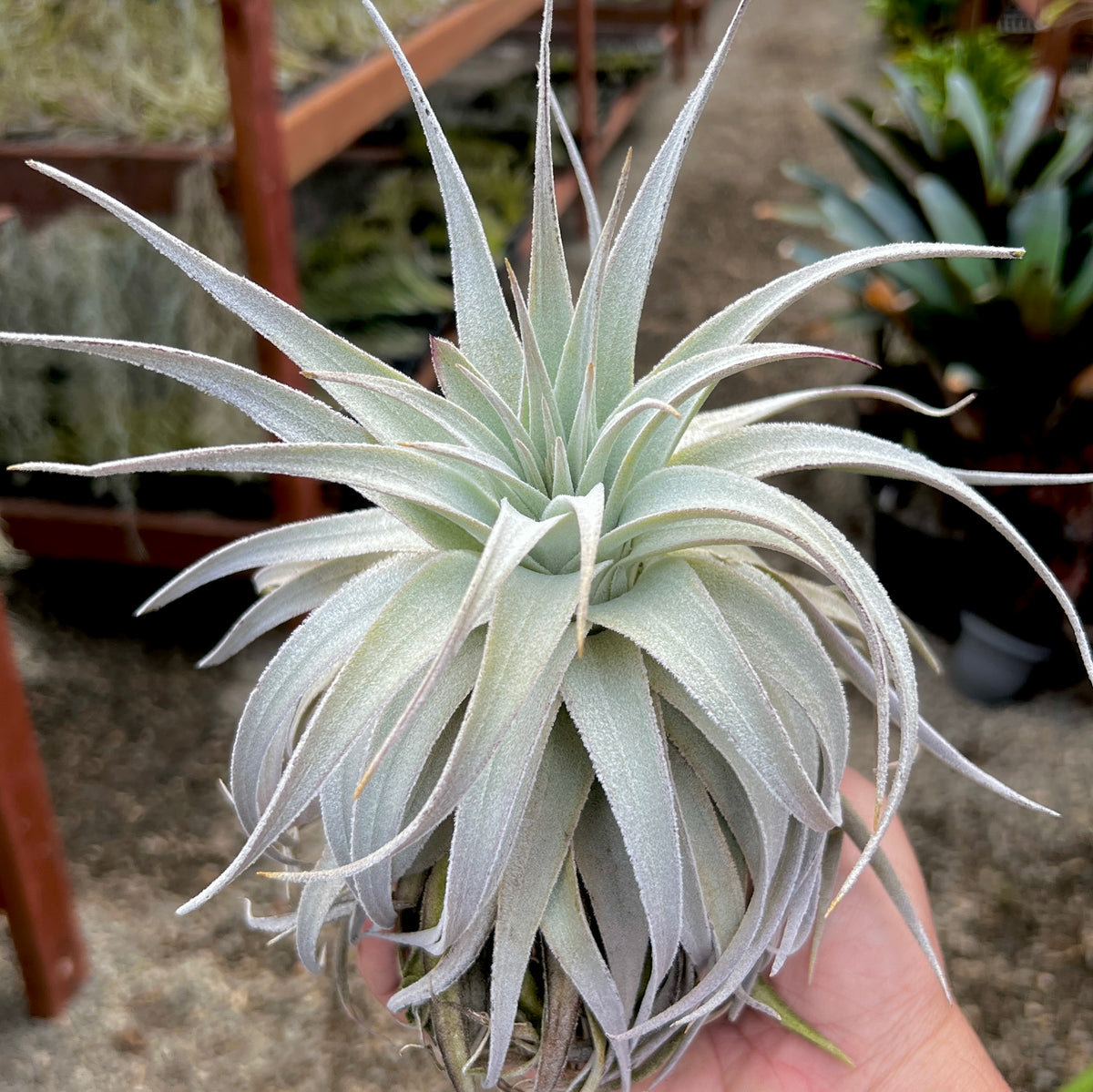 ガードネリ ヴァル ルピコラ – Air Plant Hub
