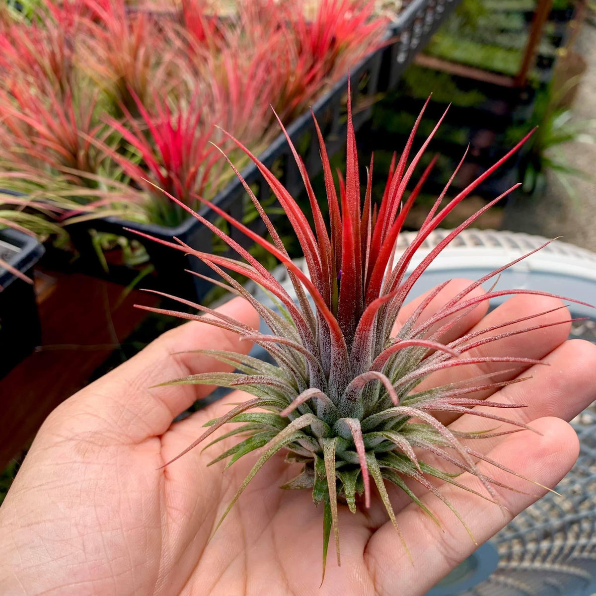 air plant with red tips Ionantha Red – Air Plant Hub