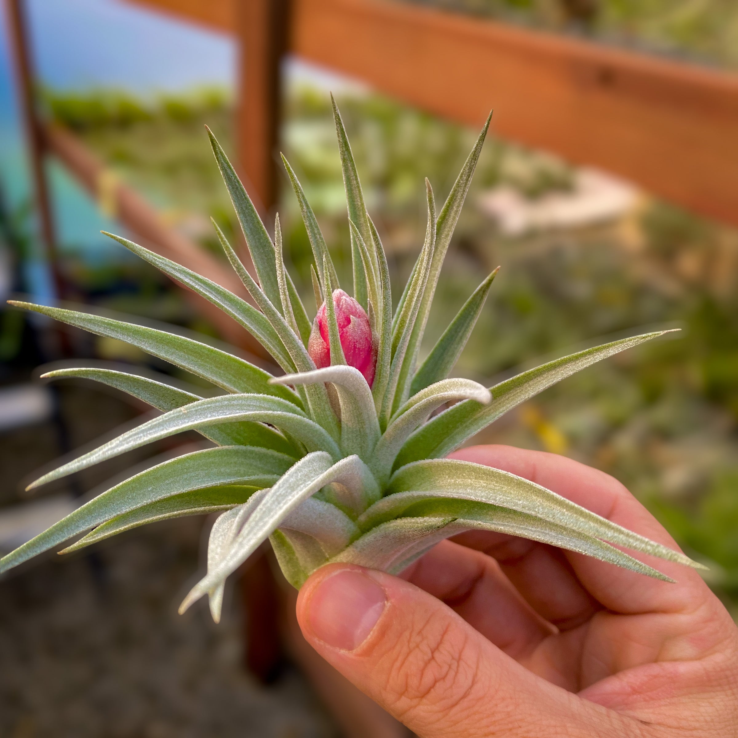 Tillandsia recurvifolia air plant pink bloom easy care beginner friendly