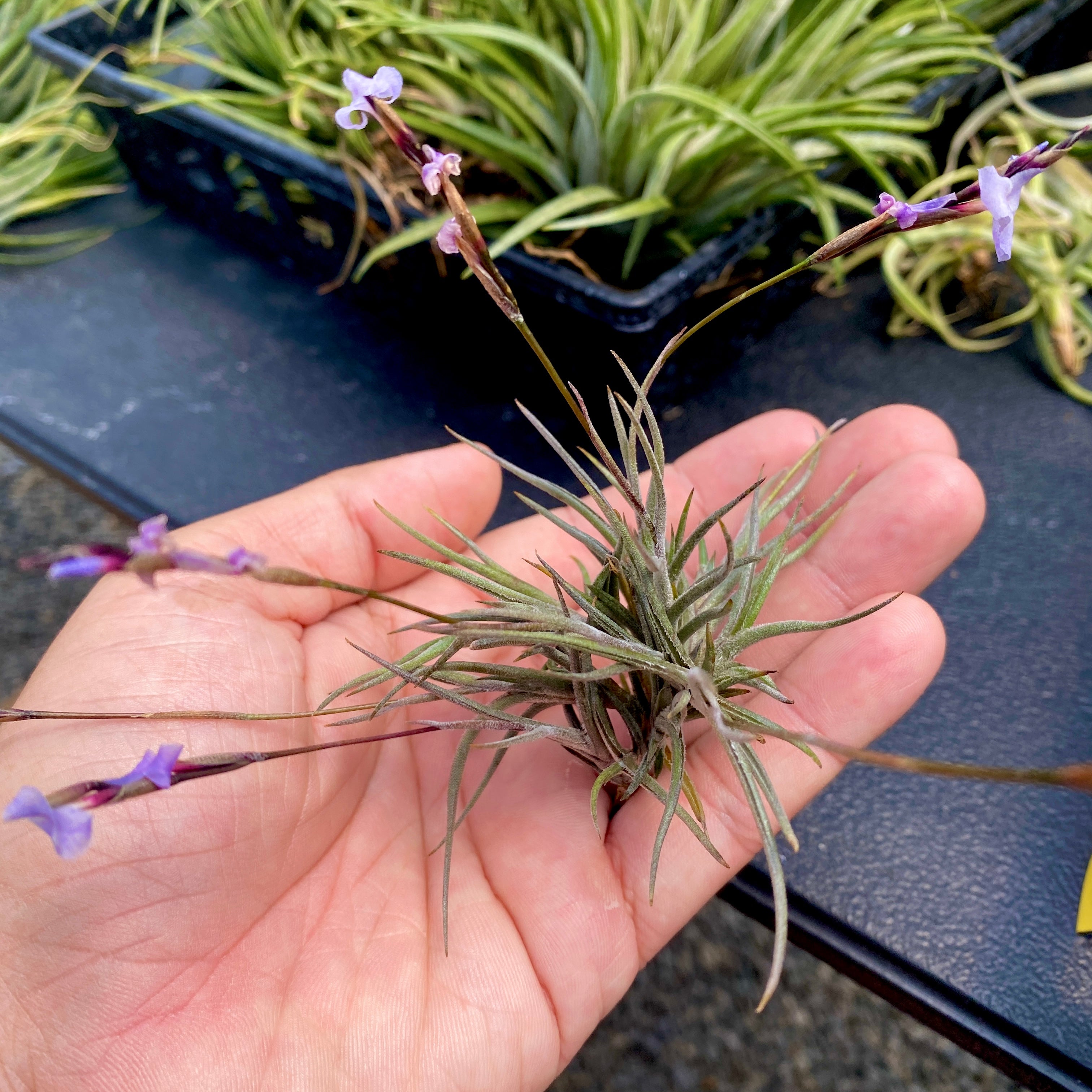 Tillandsia Bandensis Air Plant With Purple Flowers Being Held In Hand Perfect For Terrariums