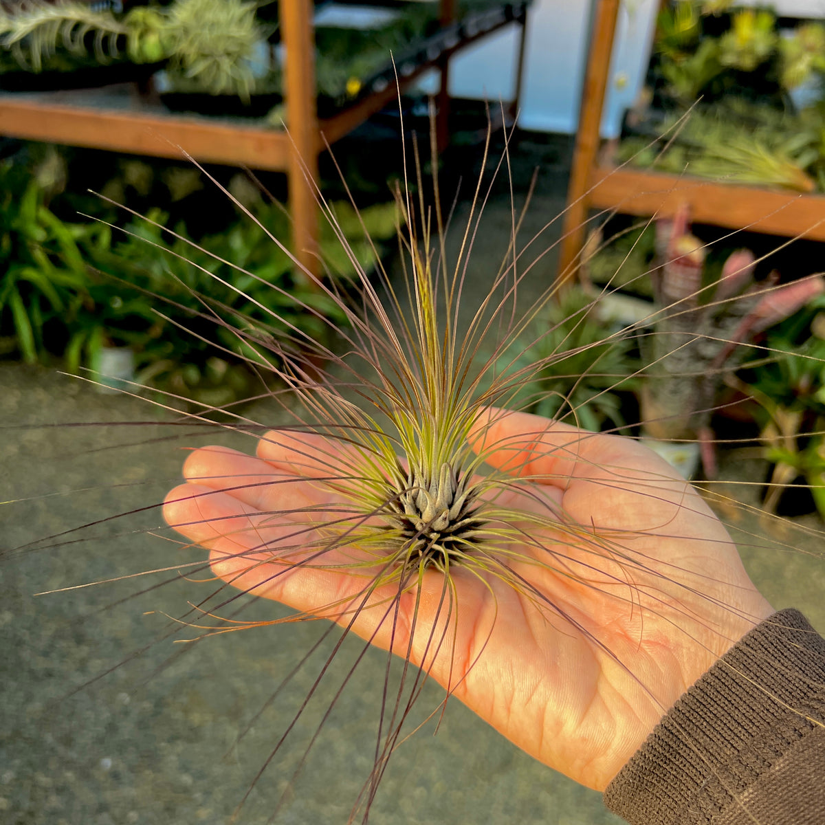 filifolia air plant Filifolia Large *SALE! 50% OFF* – Air Plant Hub