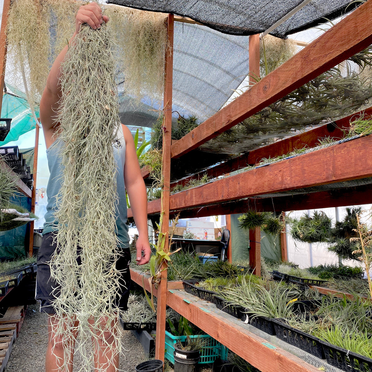 beard air plant Usneoides (Spanish Moss) White , On Hanging Wire!