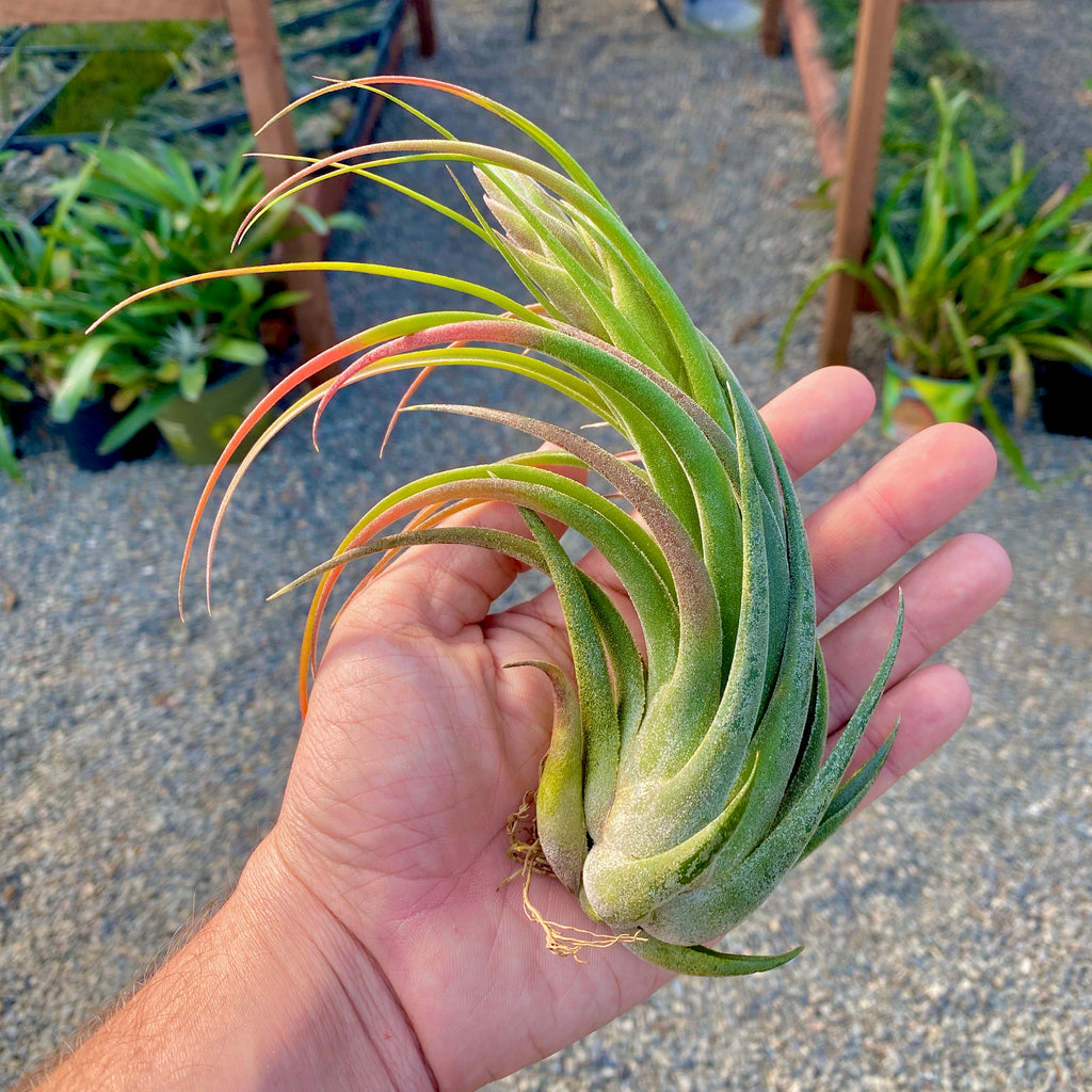 ナビは ヤフオク! - Tillandsia Rex x (seleriana x streptophylla