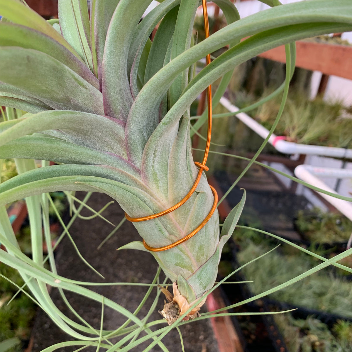 air plants and copper 33' Thick Gauge Hanging Wire (Copper) – Air Plant Hub