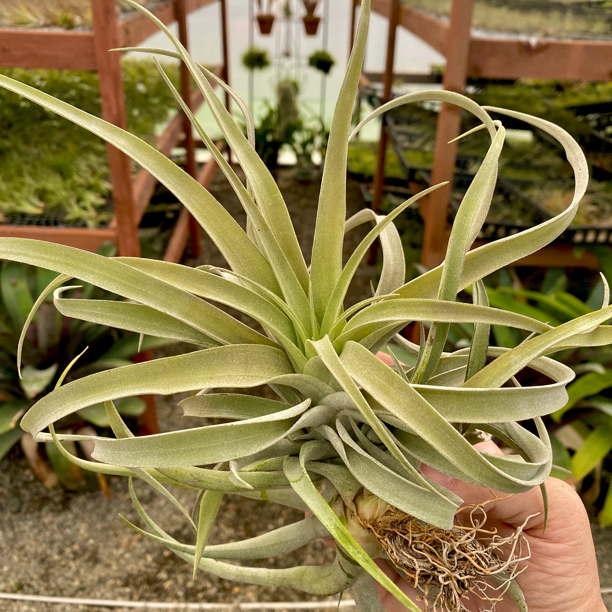 X Betty Air Plant Tillandsia wedding decor bouquet design houseplant boho