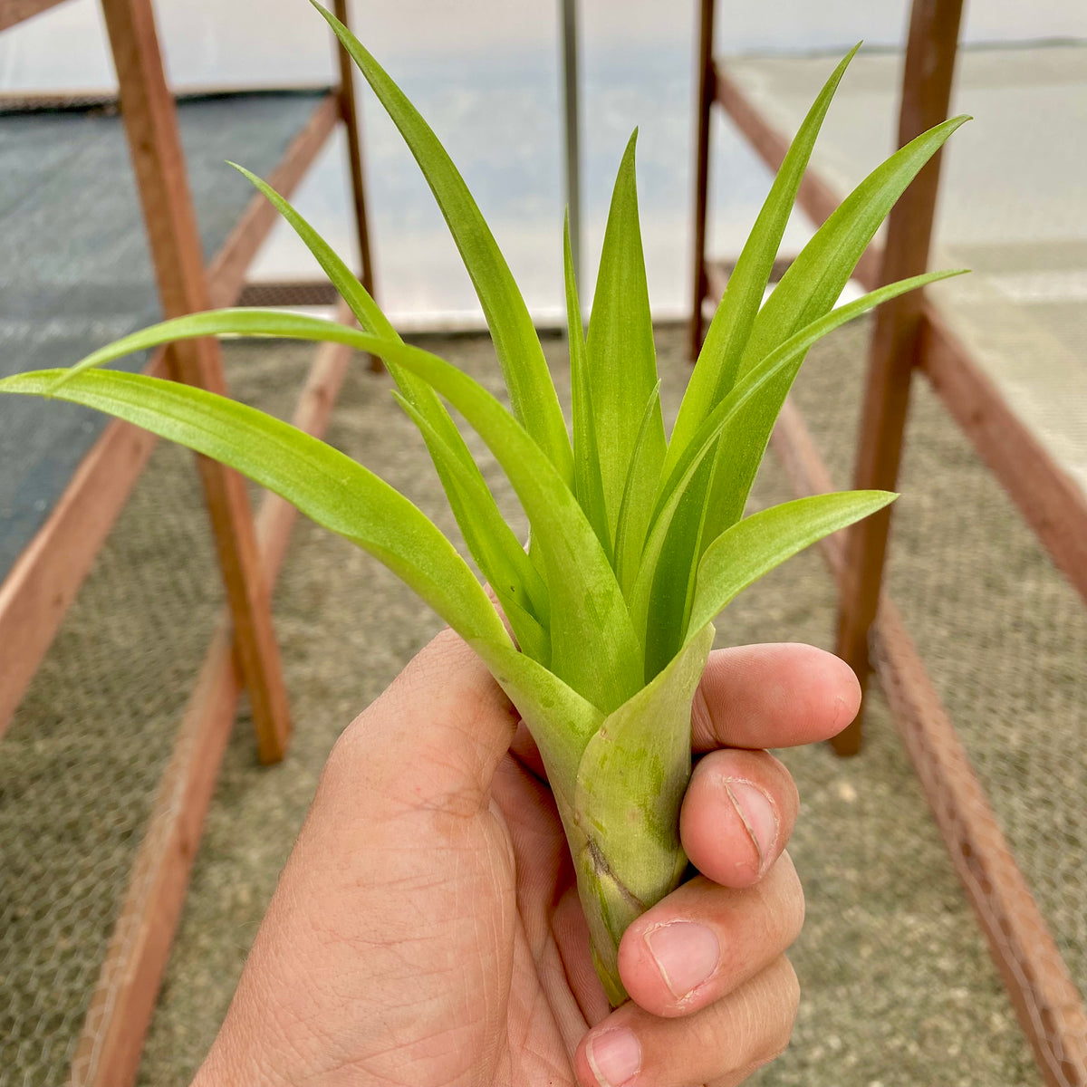 aloe air plant Flabellata Green – Air Plant Hub