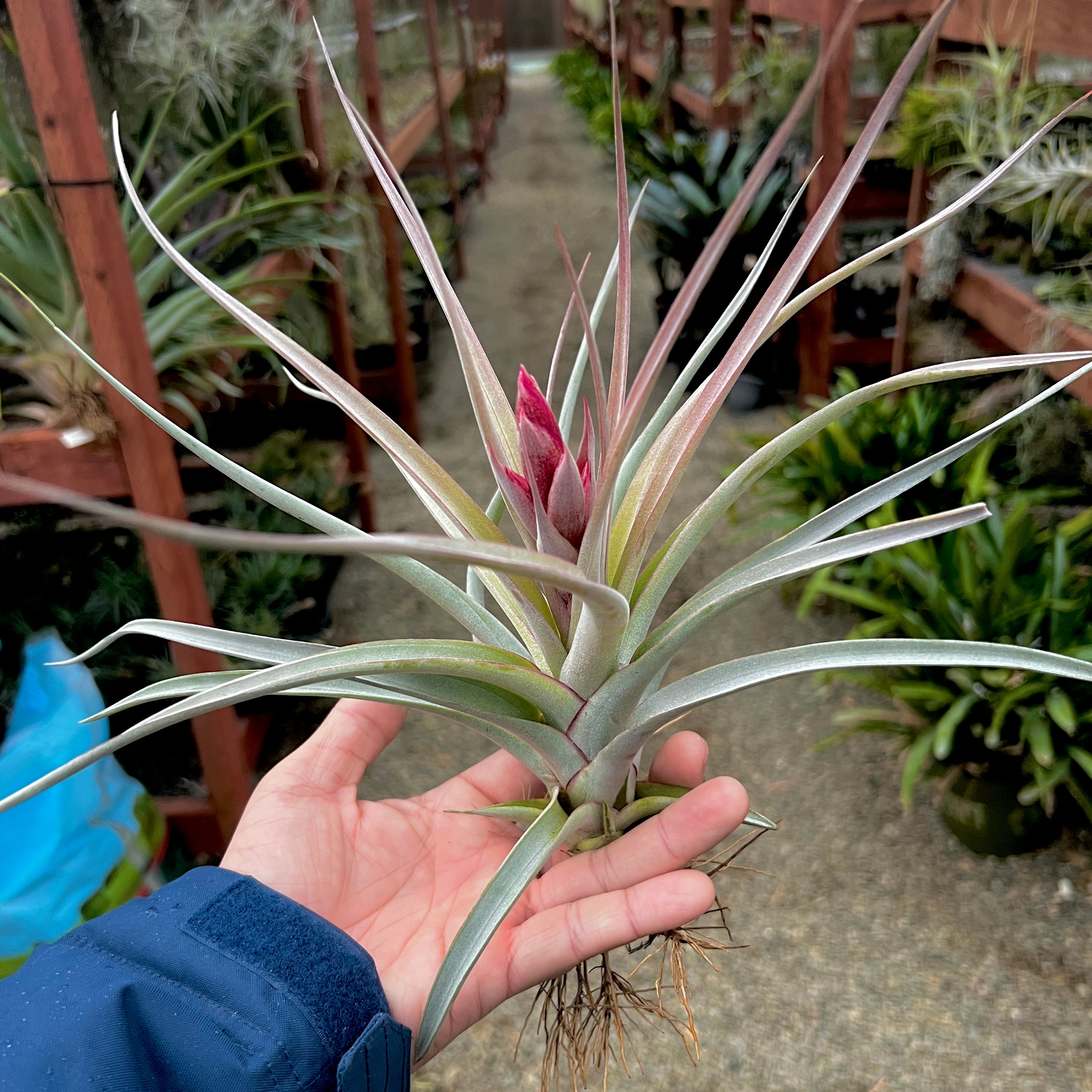 tillandsia majestic rare air plant large xl living wall idea