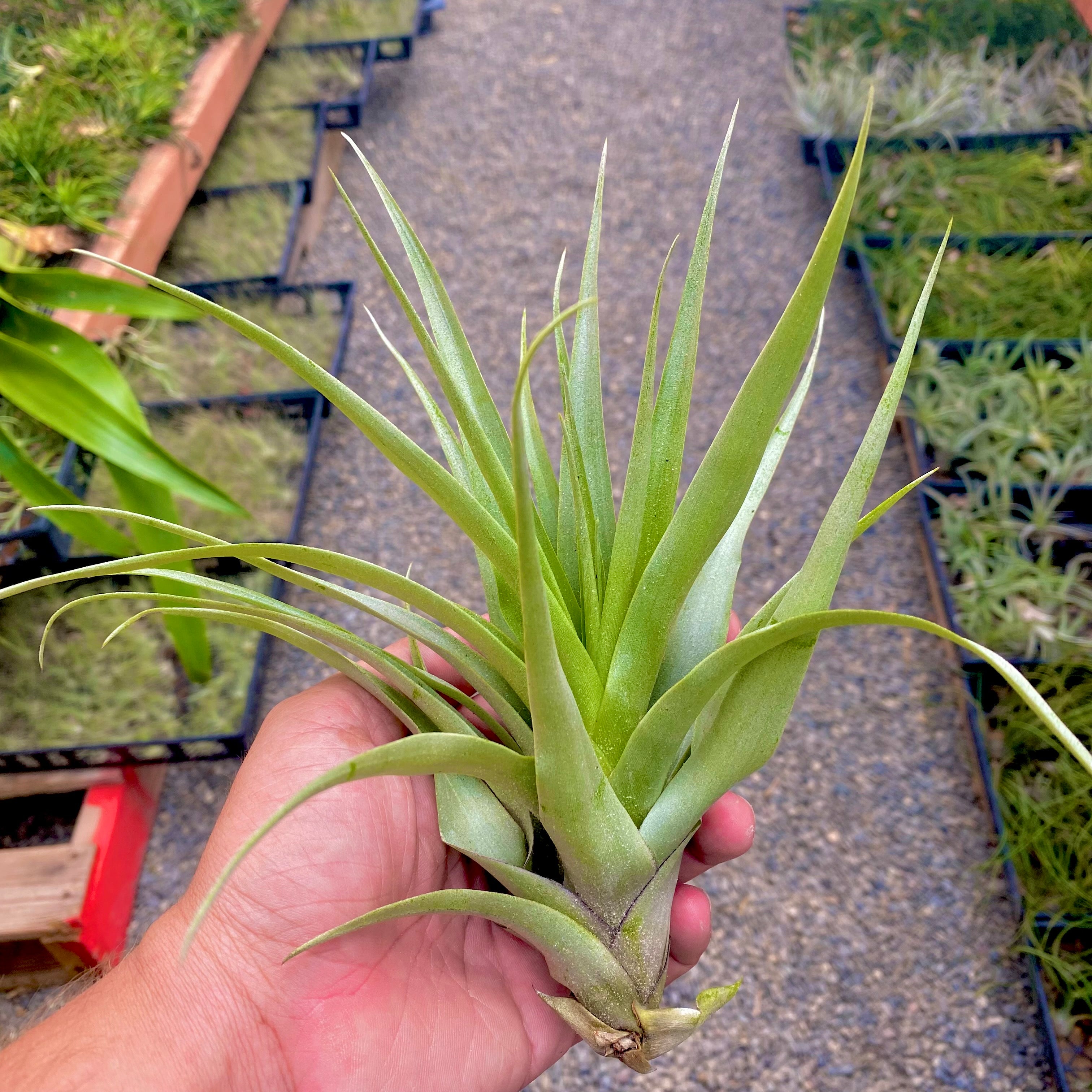 Tillandsia Secunda Air Plant Prolific Pupper Offsets
