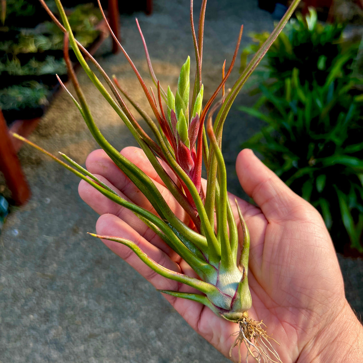 bulbosa air plant flower Showtime , (T. bulbosa X T. streptophylla)