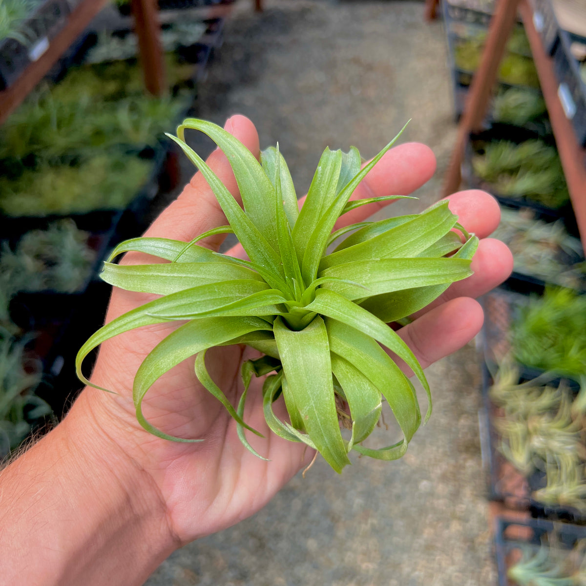 brachycaulos air plant care Brachycaulos – Air Plant Hub