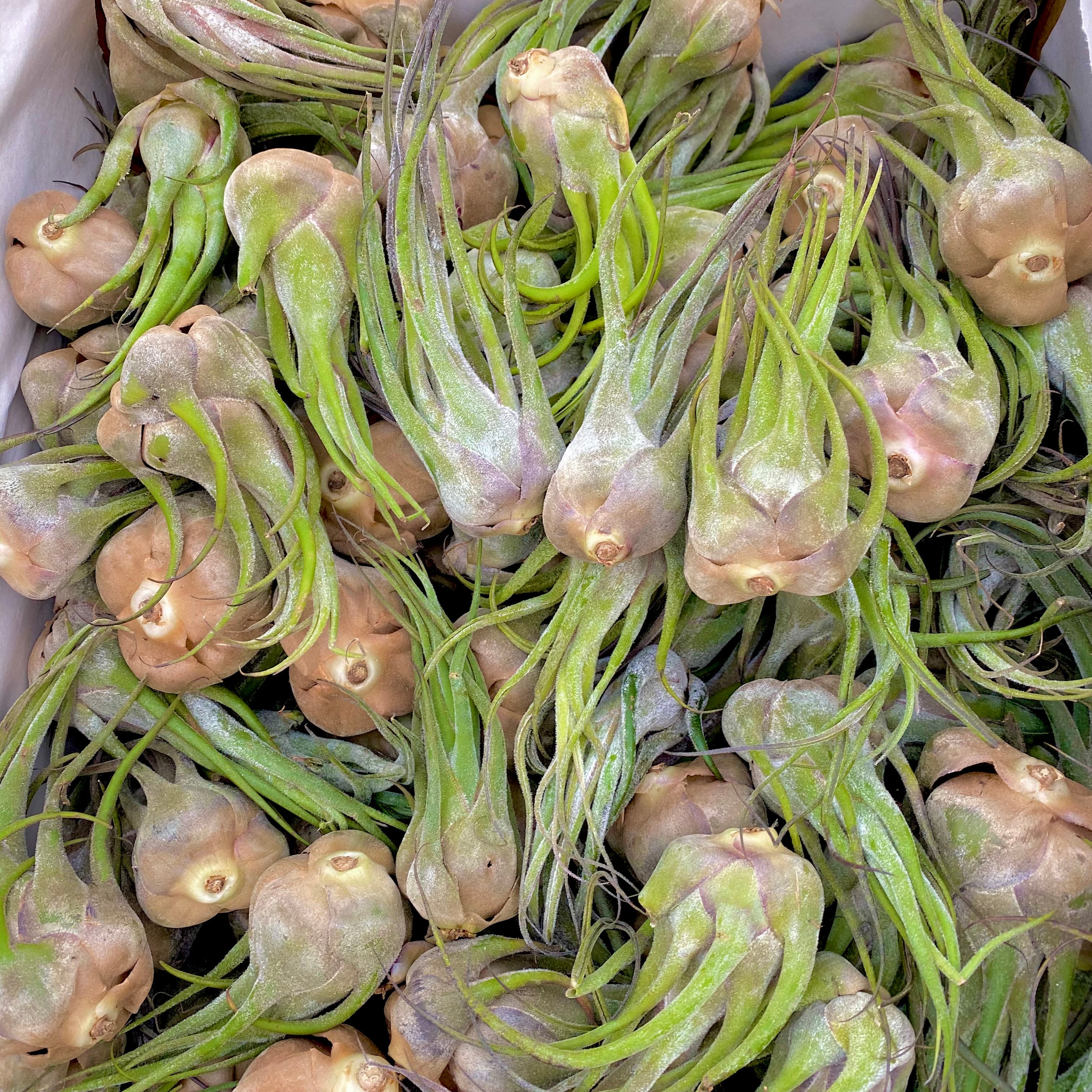 Wholesale Seleriana Medium <br> (Minimum Order 3)