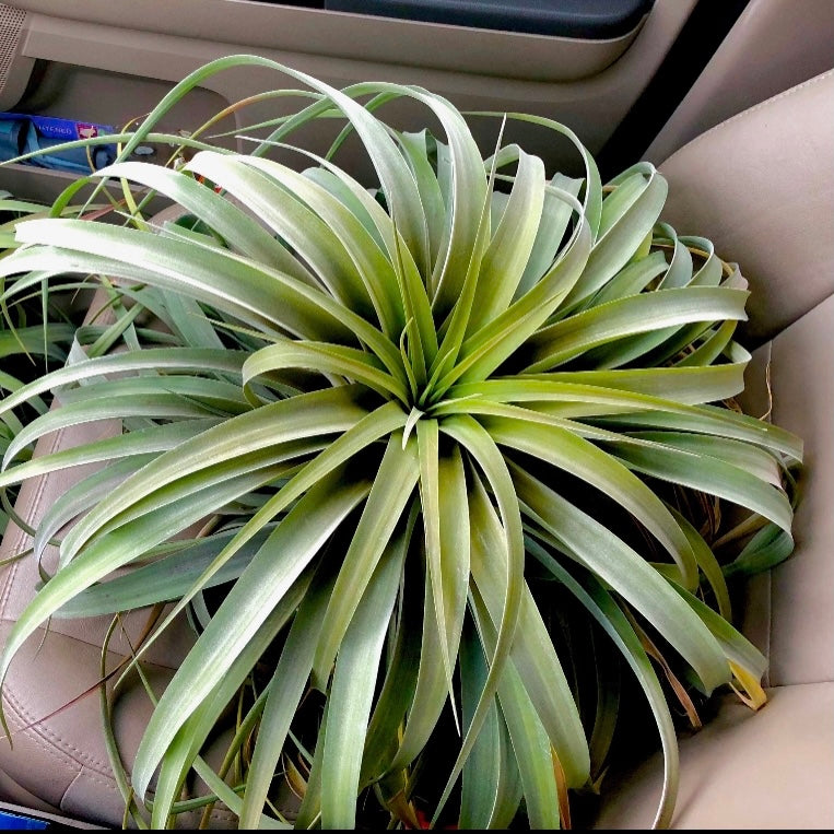 X Betty Air Plant Tillandsia wedding decor bouquet design houseplant boho