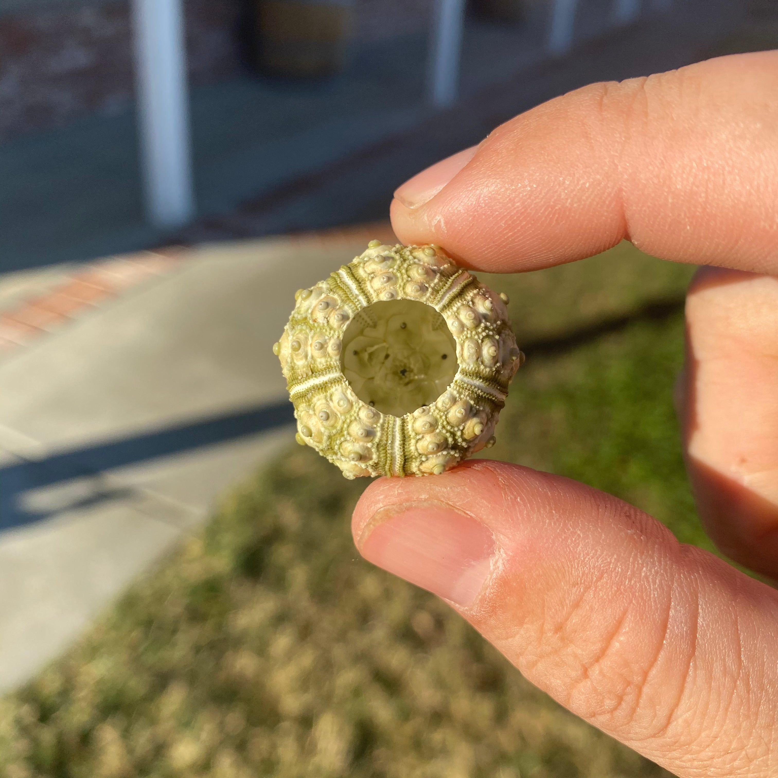 Green Sputnik Sea Urchin Shell Tiny Miniature Display