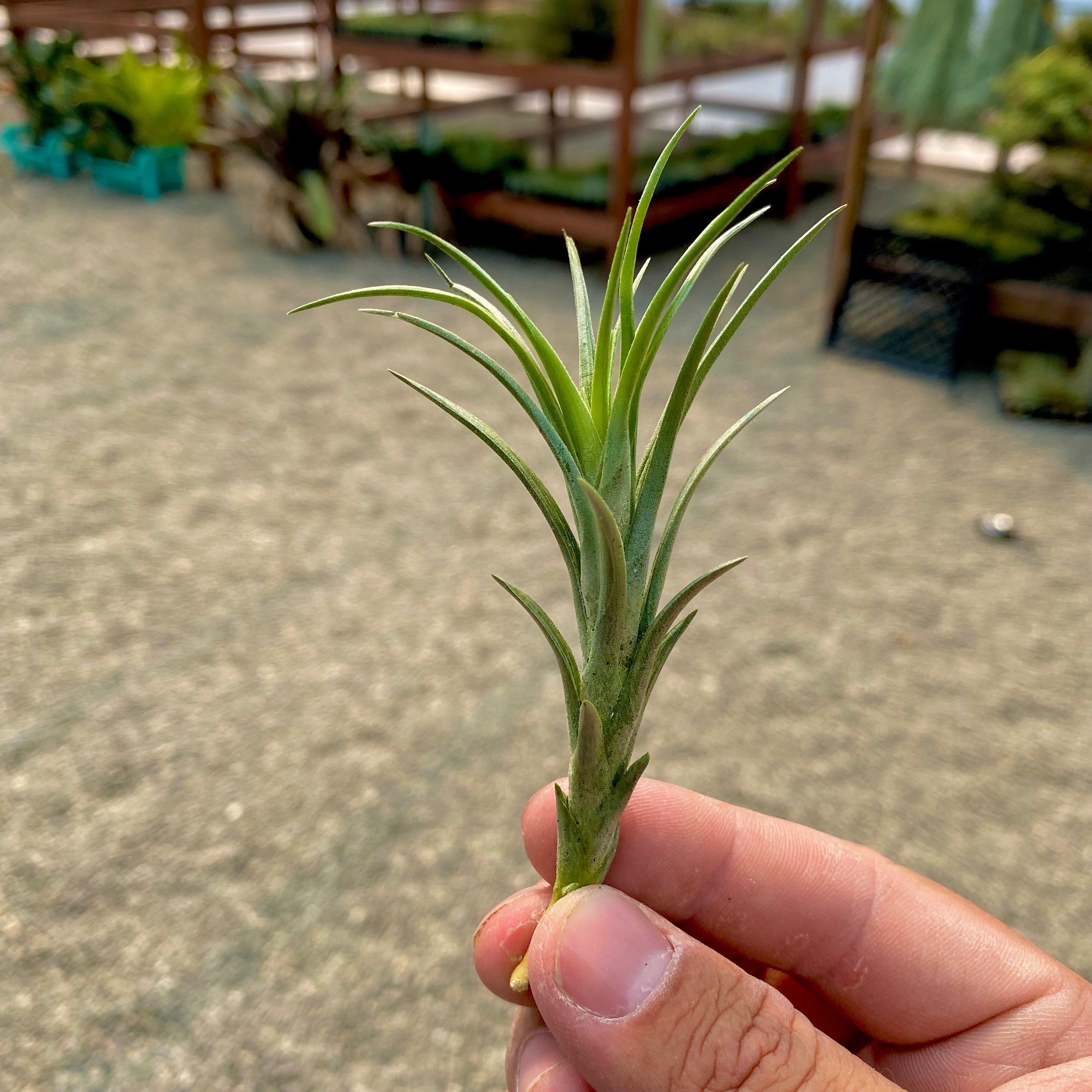Small Tillandsia Araujei Air Plant In Hand For Sale Discount