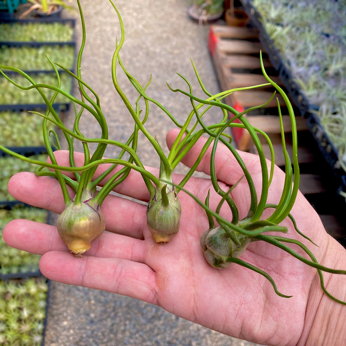 Bulbosa
