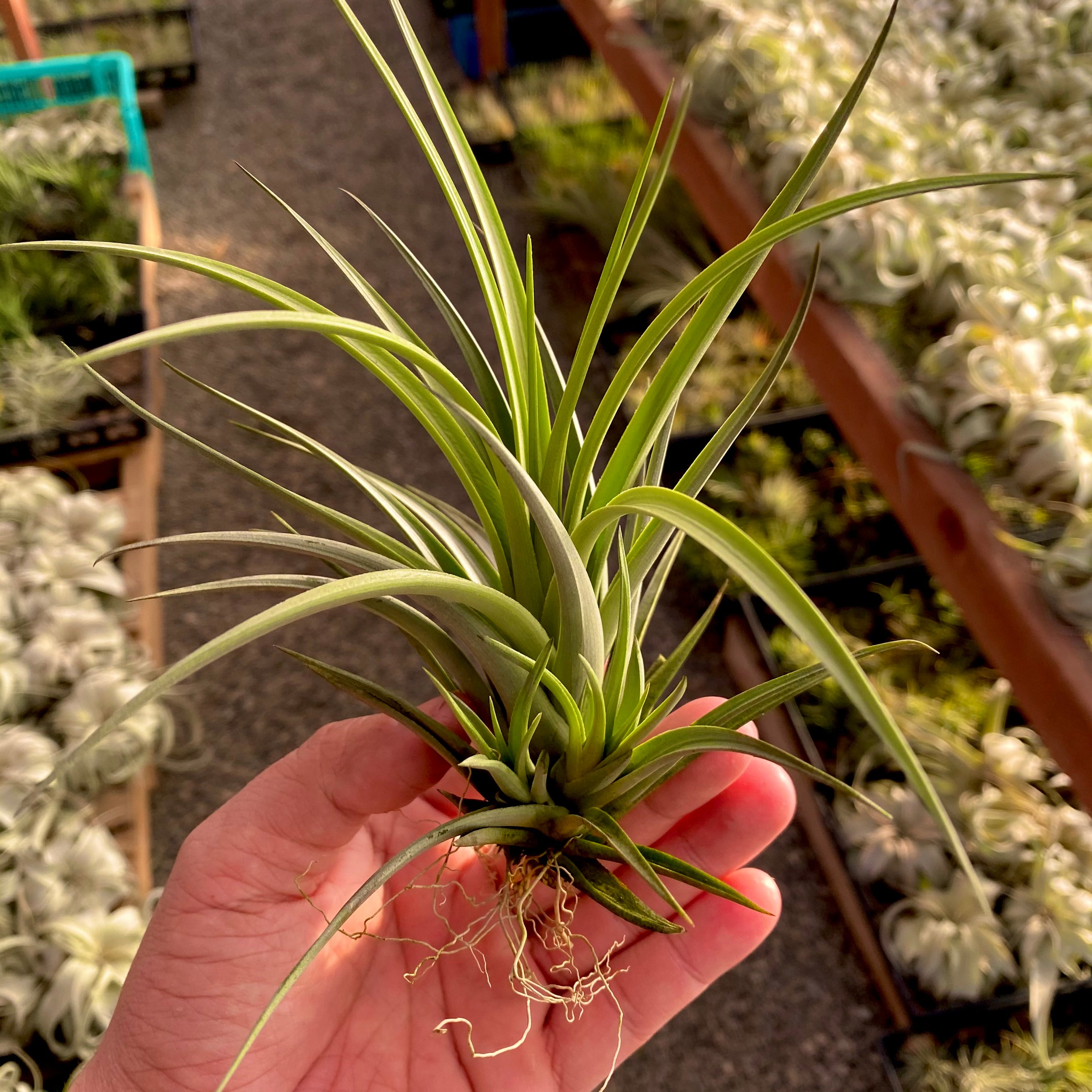Vernicosa Tall Form Clump <br> (Current Crop Is Larger Than Pictured!)