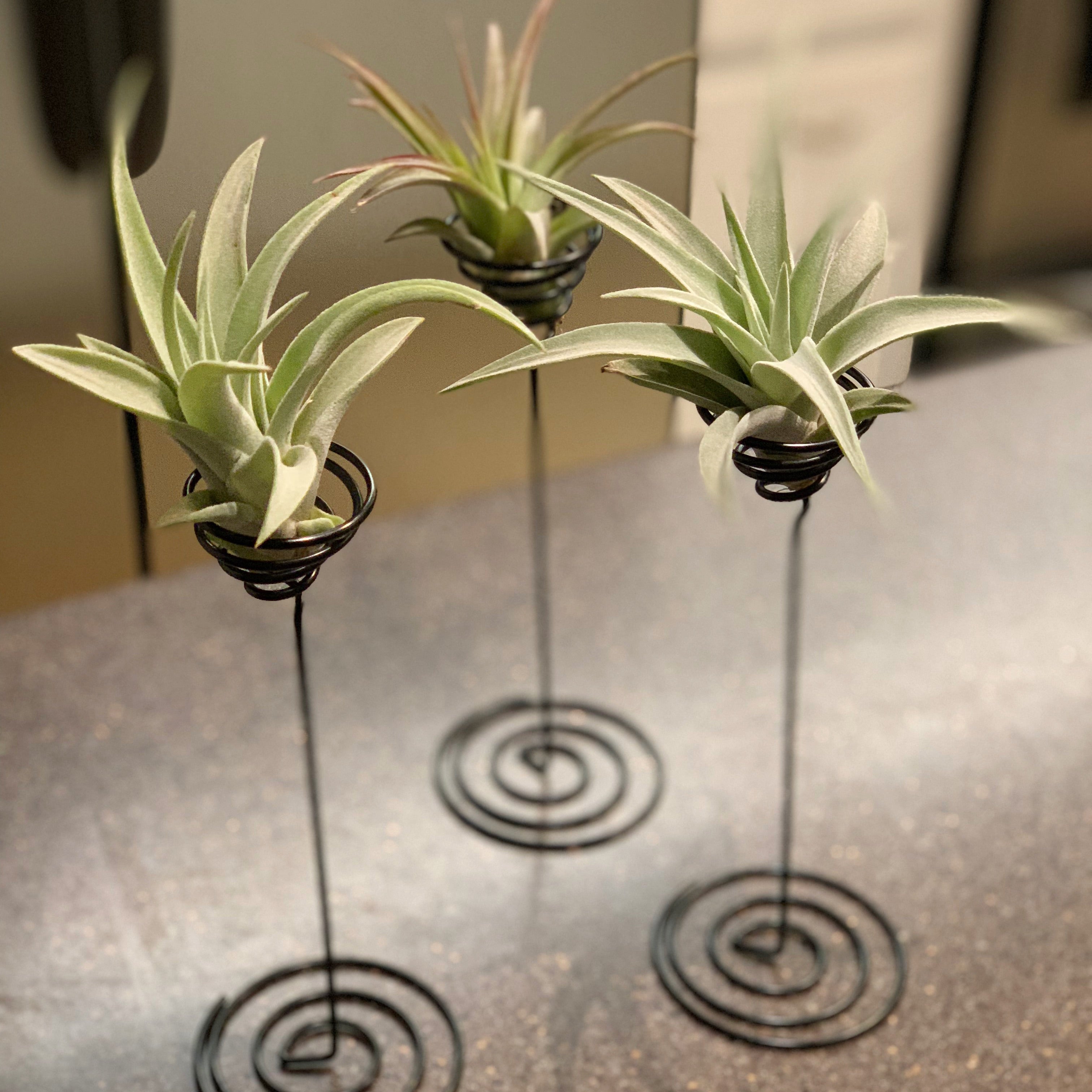 Heavy Gauge Tall Wire Air Plant Holder
