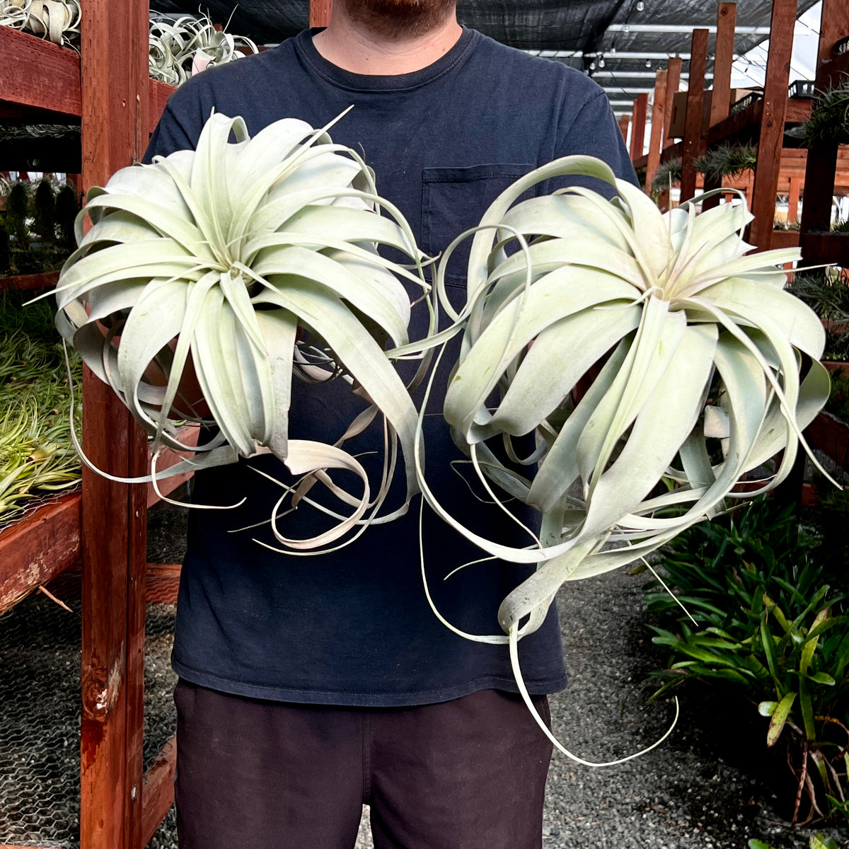 zero graphics air plant Jumbo Xerographica – Air Plant Hub