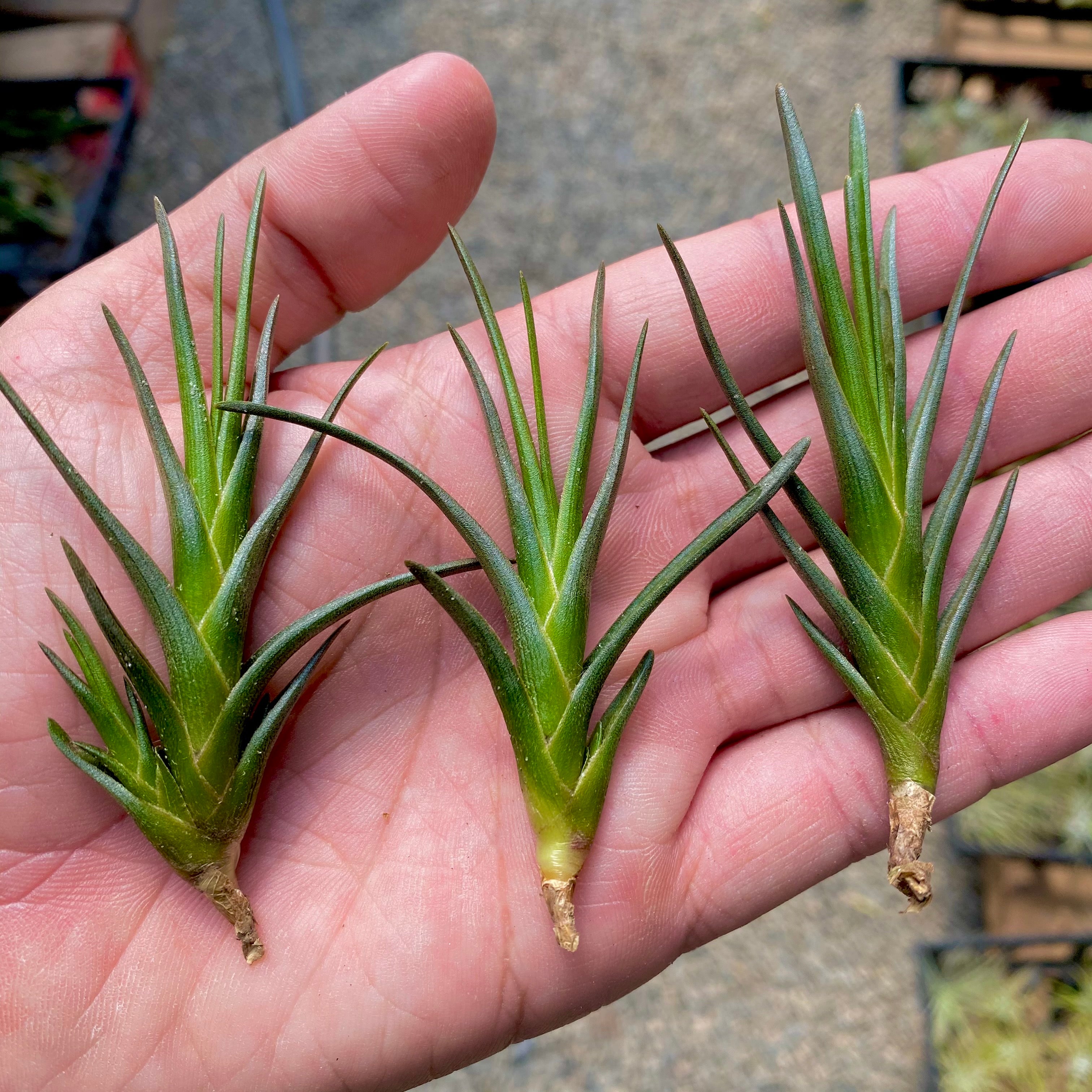 tillandsia 3 albertiana air plant with red flower for sale in hand