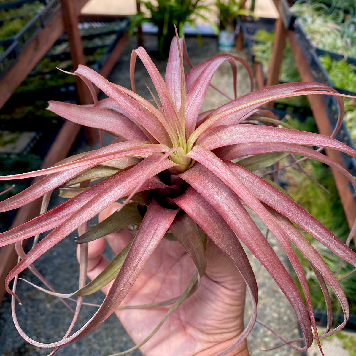 love air plant Love Knot (Capitata x Streptophylla)