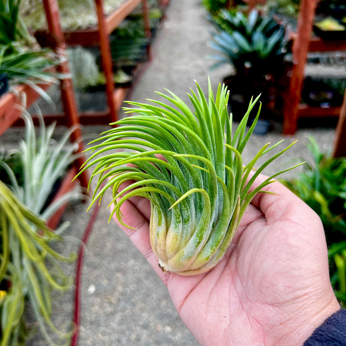 イオナンタ・ルブラ – Air Plant Hub