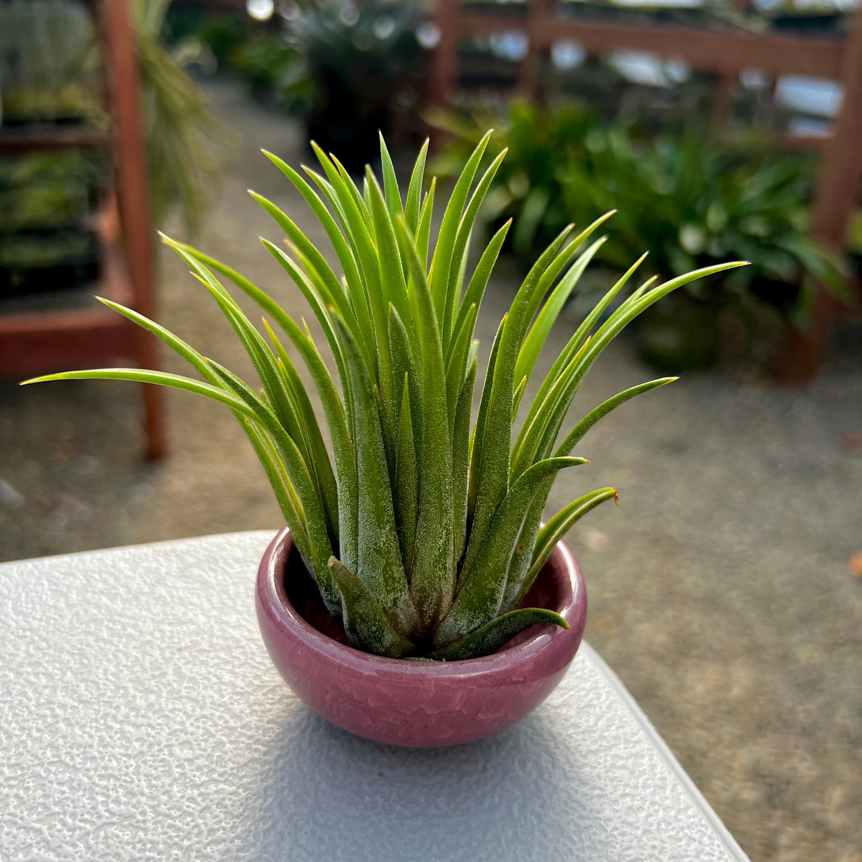 Wholesale Ice Glazed Ceramic Mini Air Plant Holder 10 Pack <br> (No Minimum)