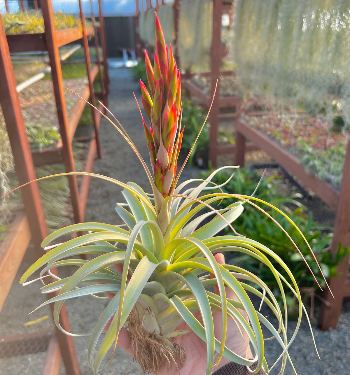 zero grafica air plant Xerographica X Concolor Hybrid Air Plant – Air Plant Hub