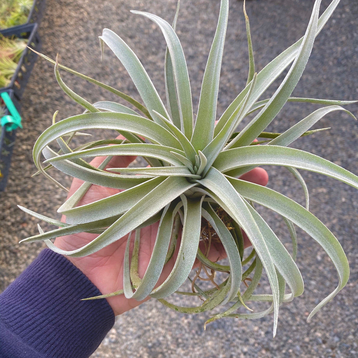 air plant hub Large Air Plant (6”+) 3 Pack – Air Plant Hub