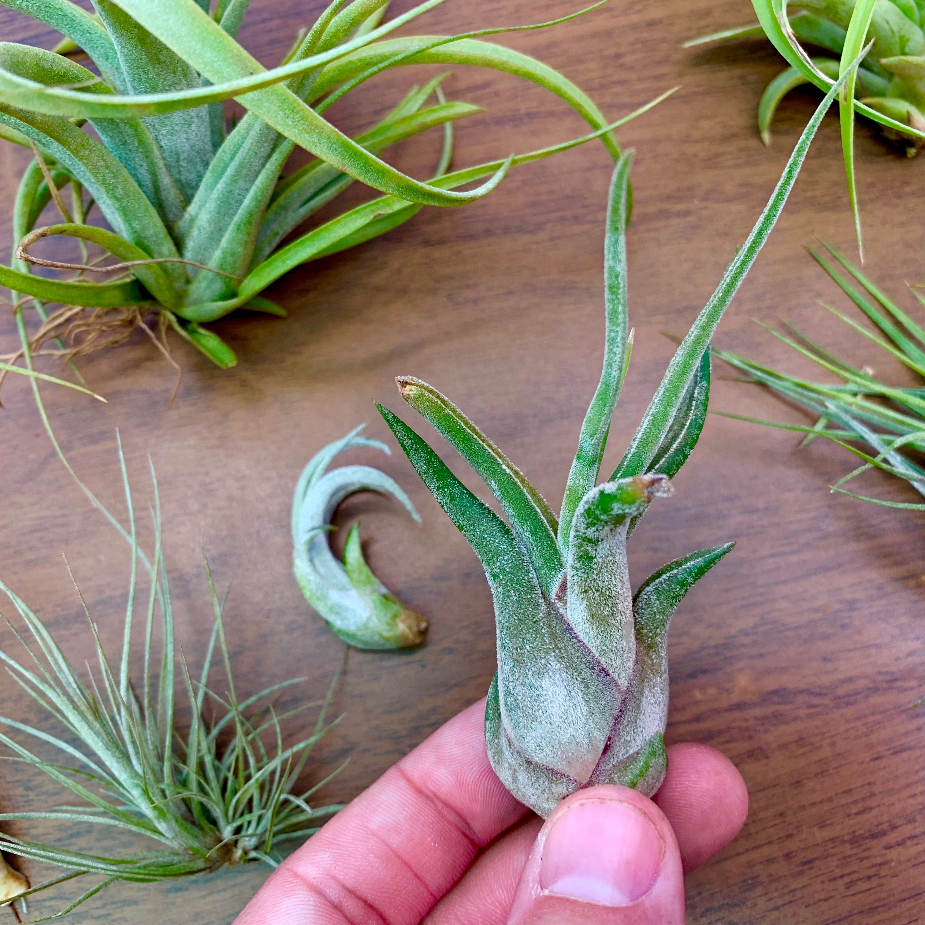 B品質の温室ミックス<br>(美観に軽微な問題がある健康な植物)<br> 10 植物パック