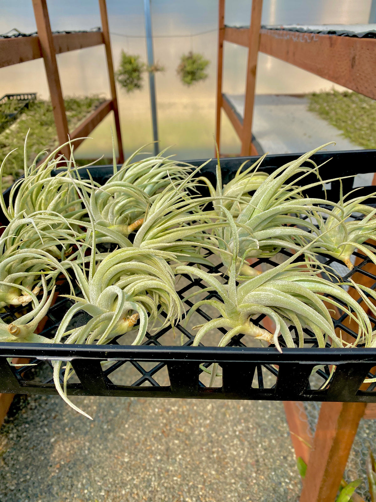 Tillandsia Subsecundifolia White Air Plant Elegant Wedding Decor