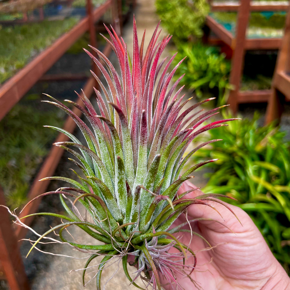 Tillandsia Ionantha Curly Giant Air Plant Large Giant