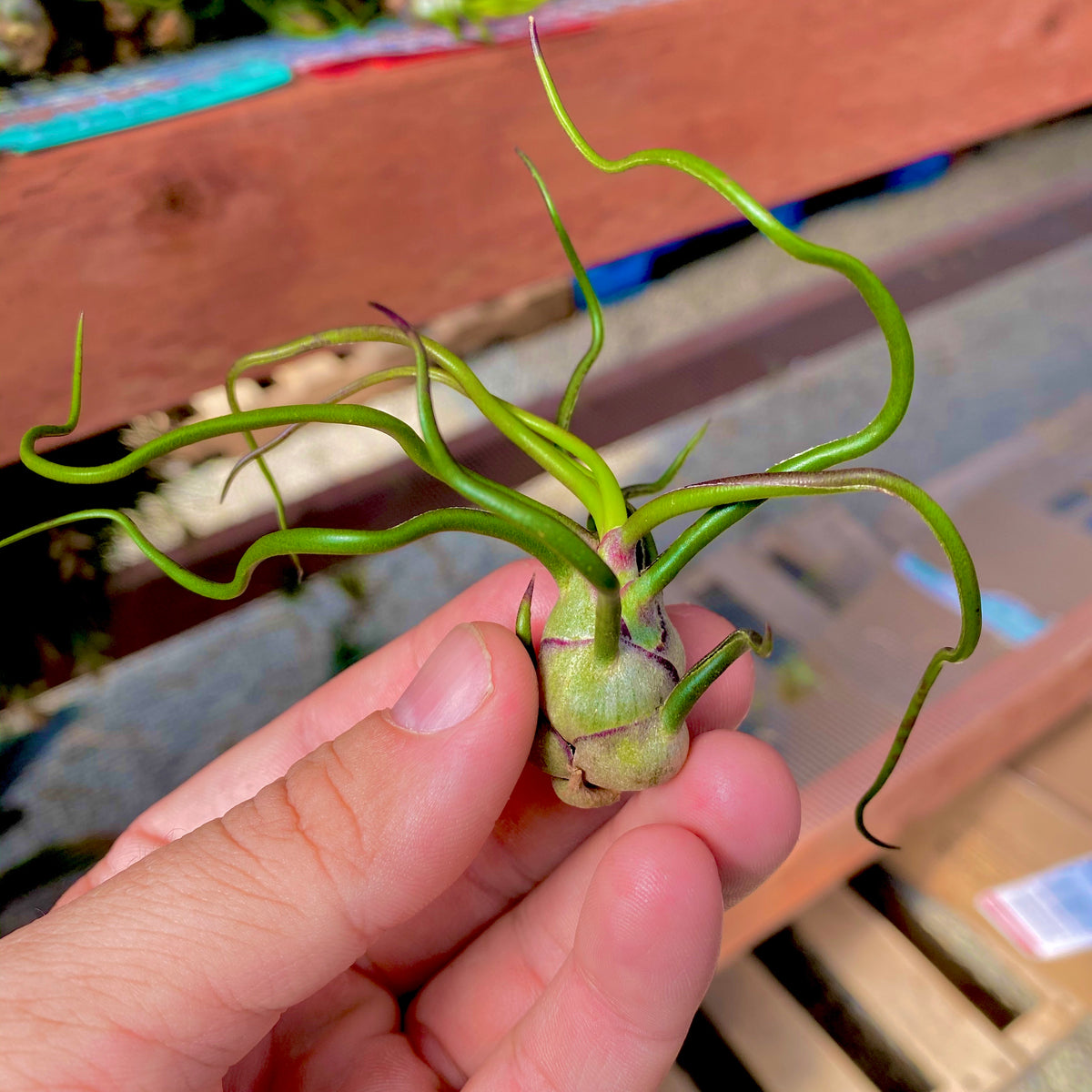 Bulbosa