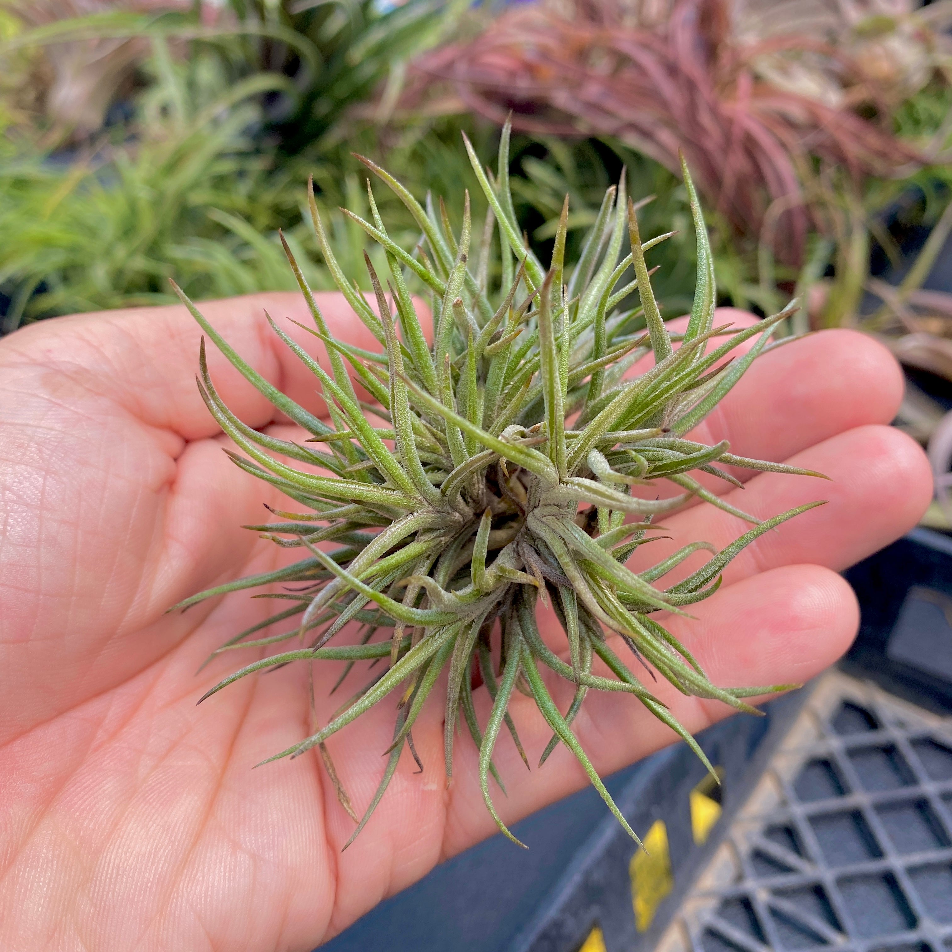 Tillandsia Bandensis Air Plant With Purple Flowers Being Held In Hand Perfect For Terrariums