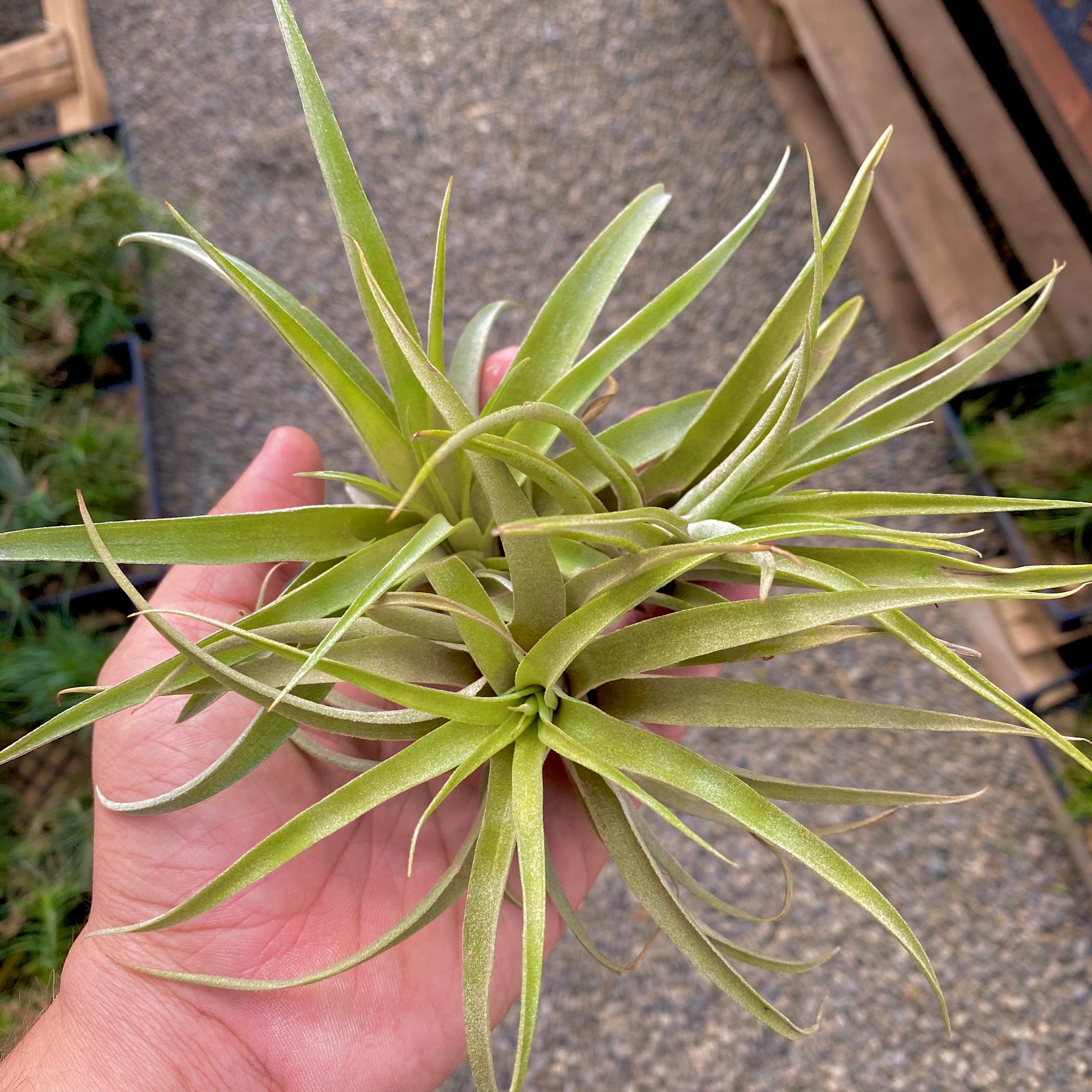 3 Tillandsia Capitata Peach Air Plants Decorations Being Held in Hand.