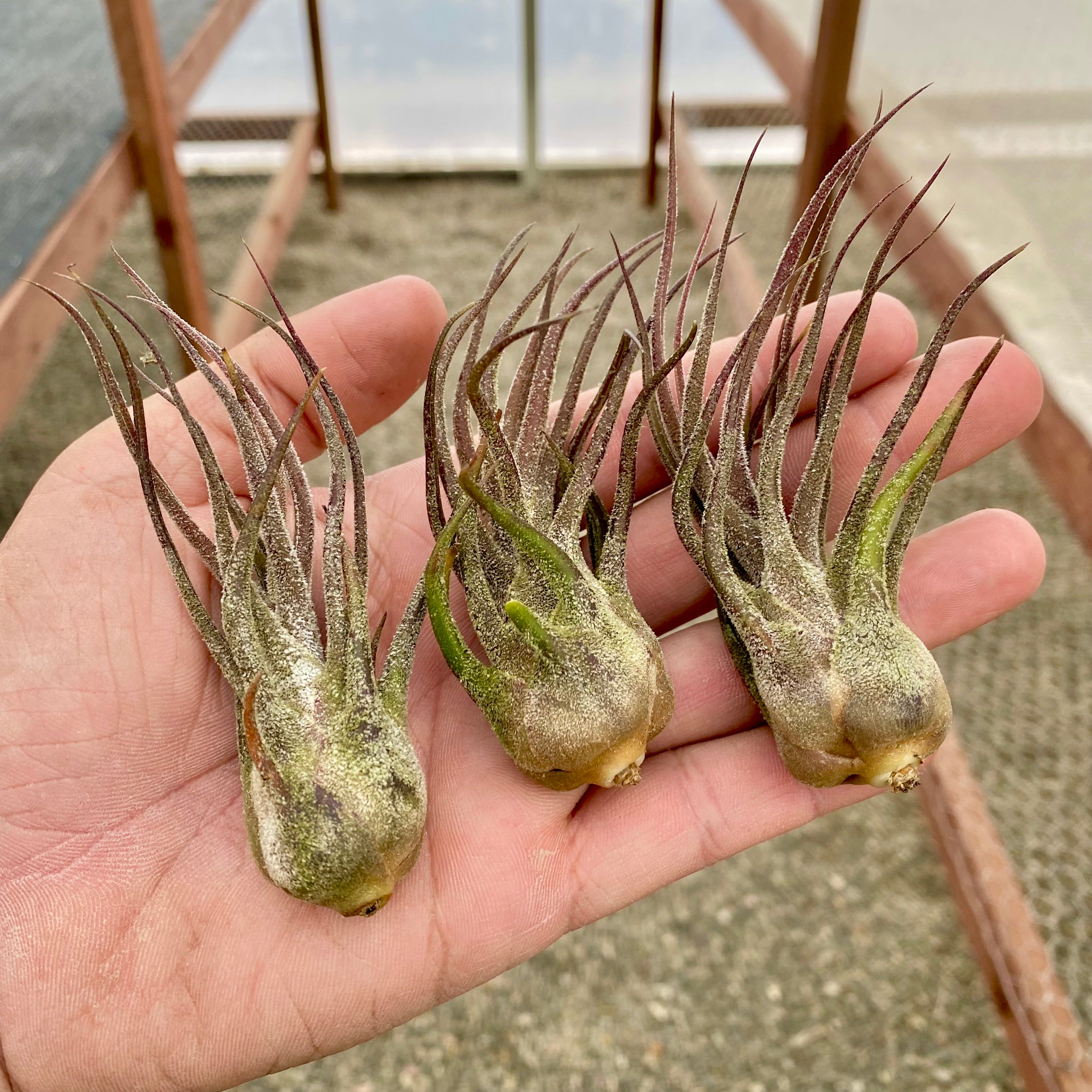 Tillandsia pruinosa fuzzy wuzzy air plant from guatemala 