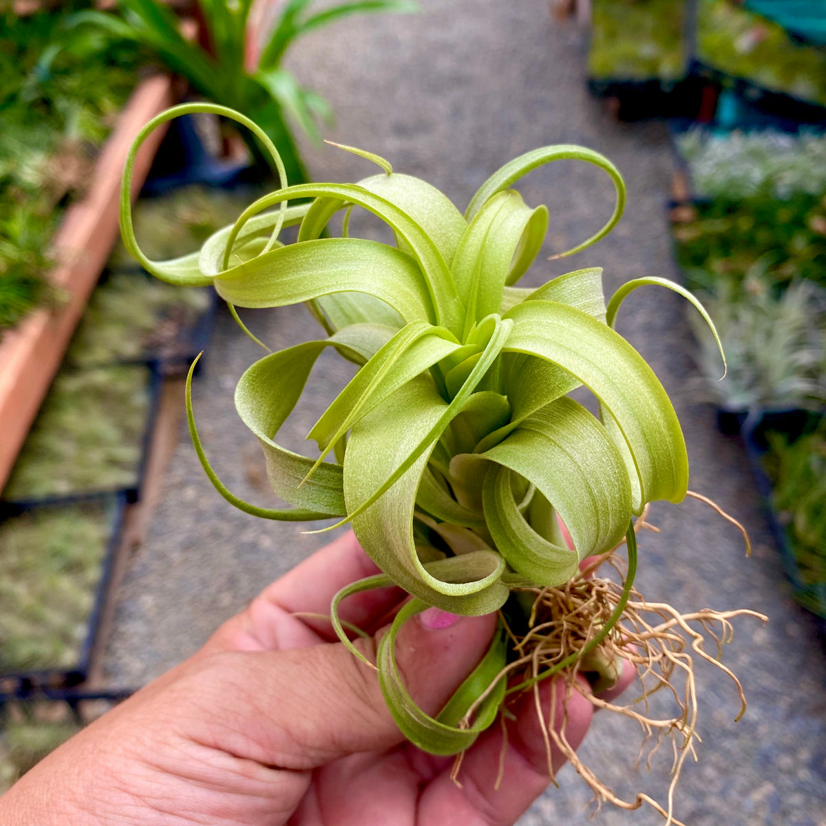 Twisted Tim (Intermedia x Capitata) – Air Plant Hub